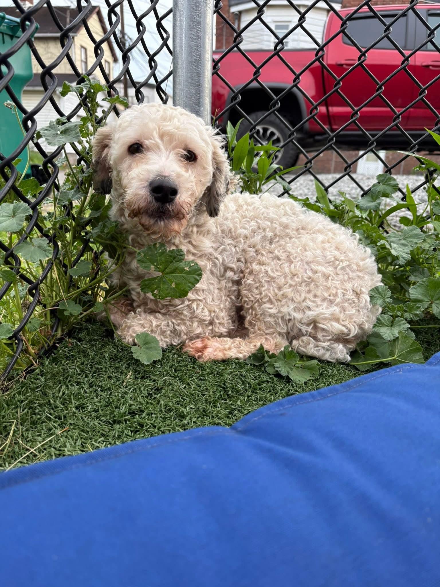 DOROTHY, a ADOPTABLE Poodle in Vandergrift, PA image 2/2