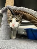 Blaze, Young Male Domestic Short Hair