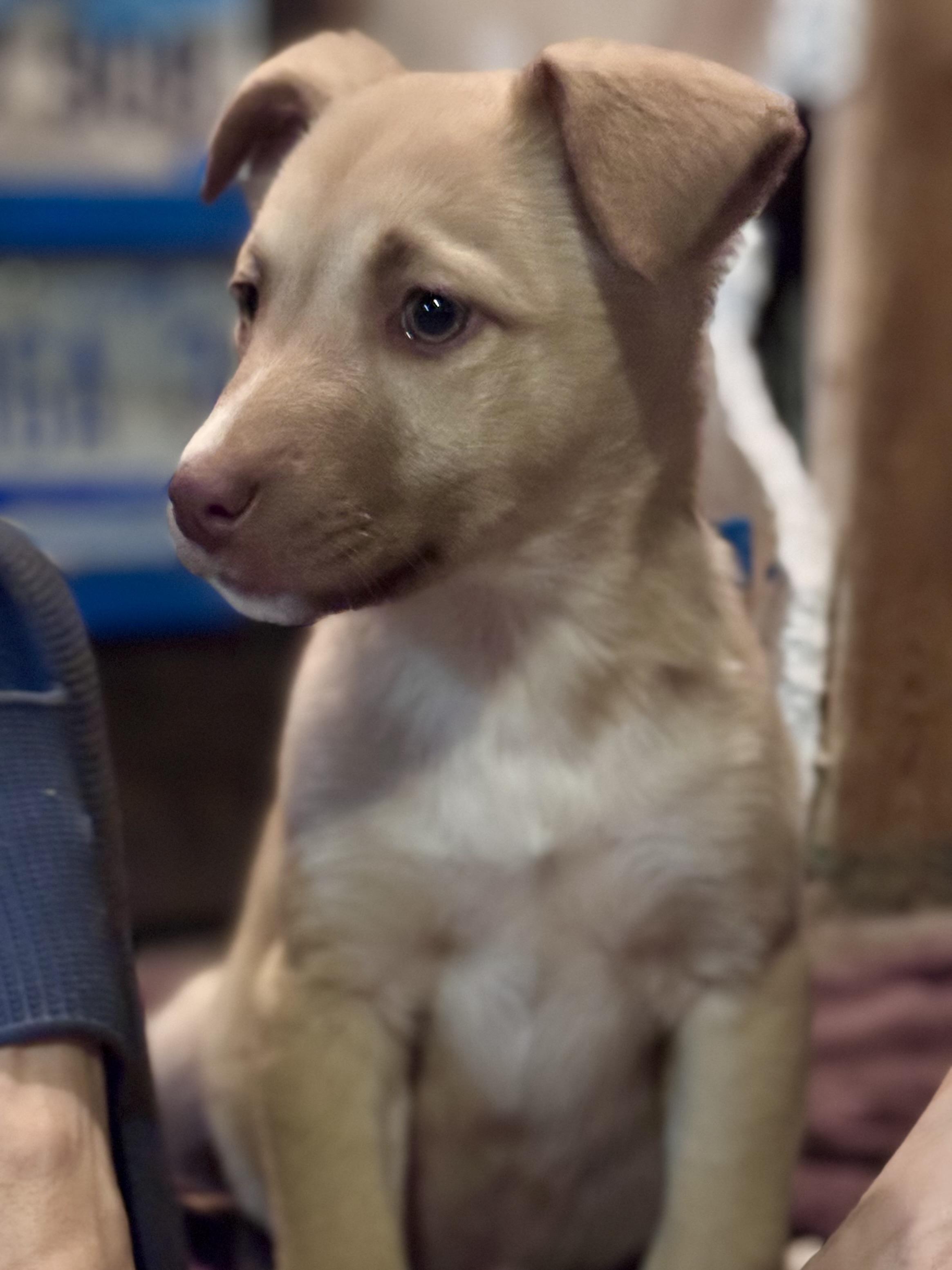 Lainey, ADOPTABLE, Puppy Female Mixed Breed.