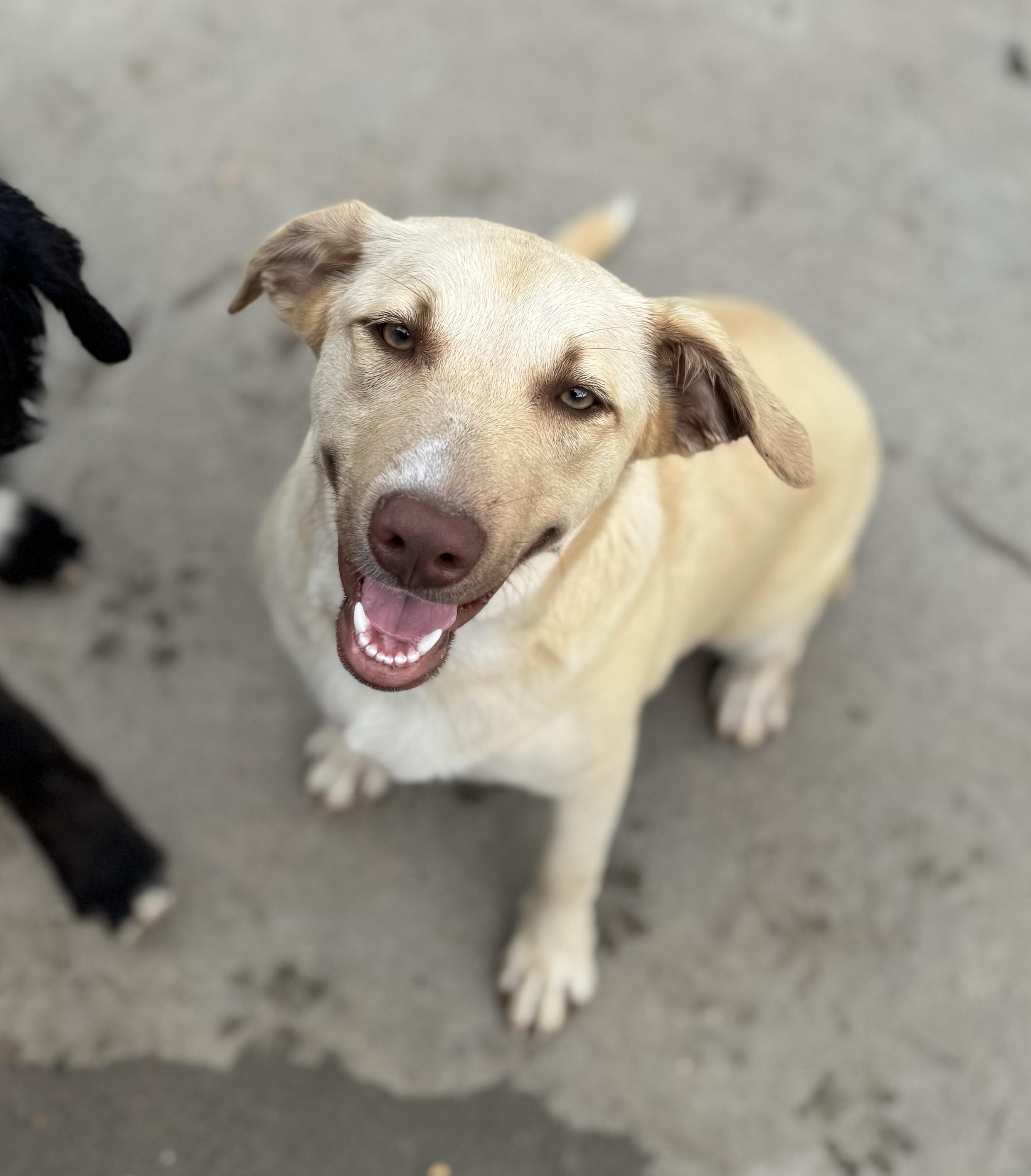 Lainey Woof-Son, ADOPTABLE, Young Female Mixed Breed.