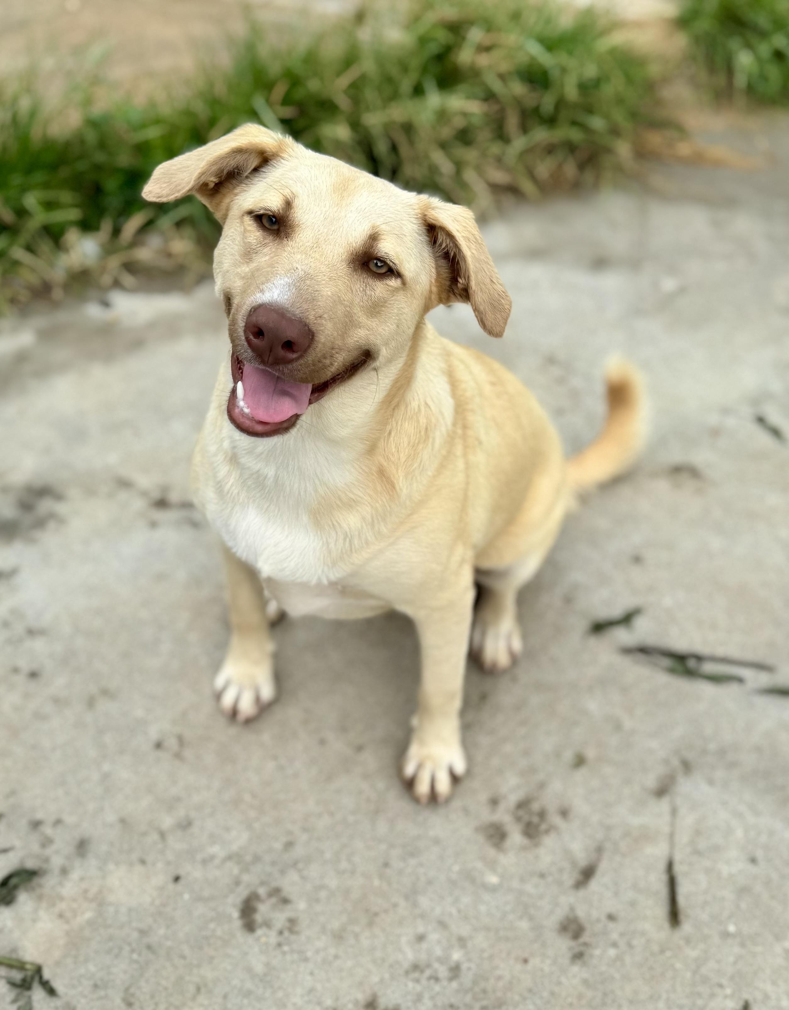 Enlarge Lainey Woof-Son, a ADOPTABLE mixed breed in Washington, MO image 3/3