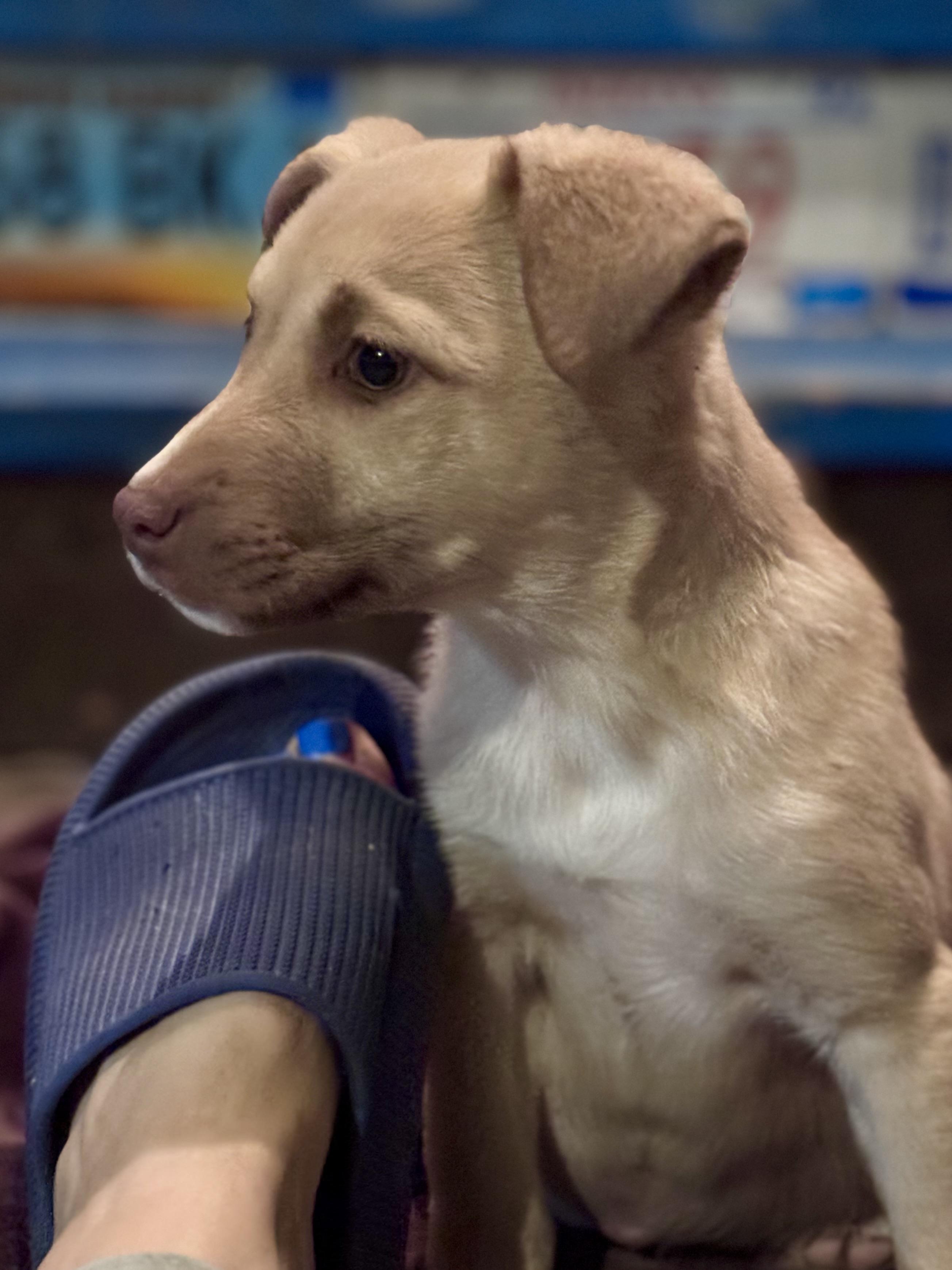 Enlarge Lainey, a ADOPTABLE mixed breed in Washington, MO image 4/4