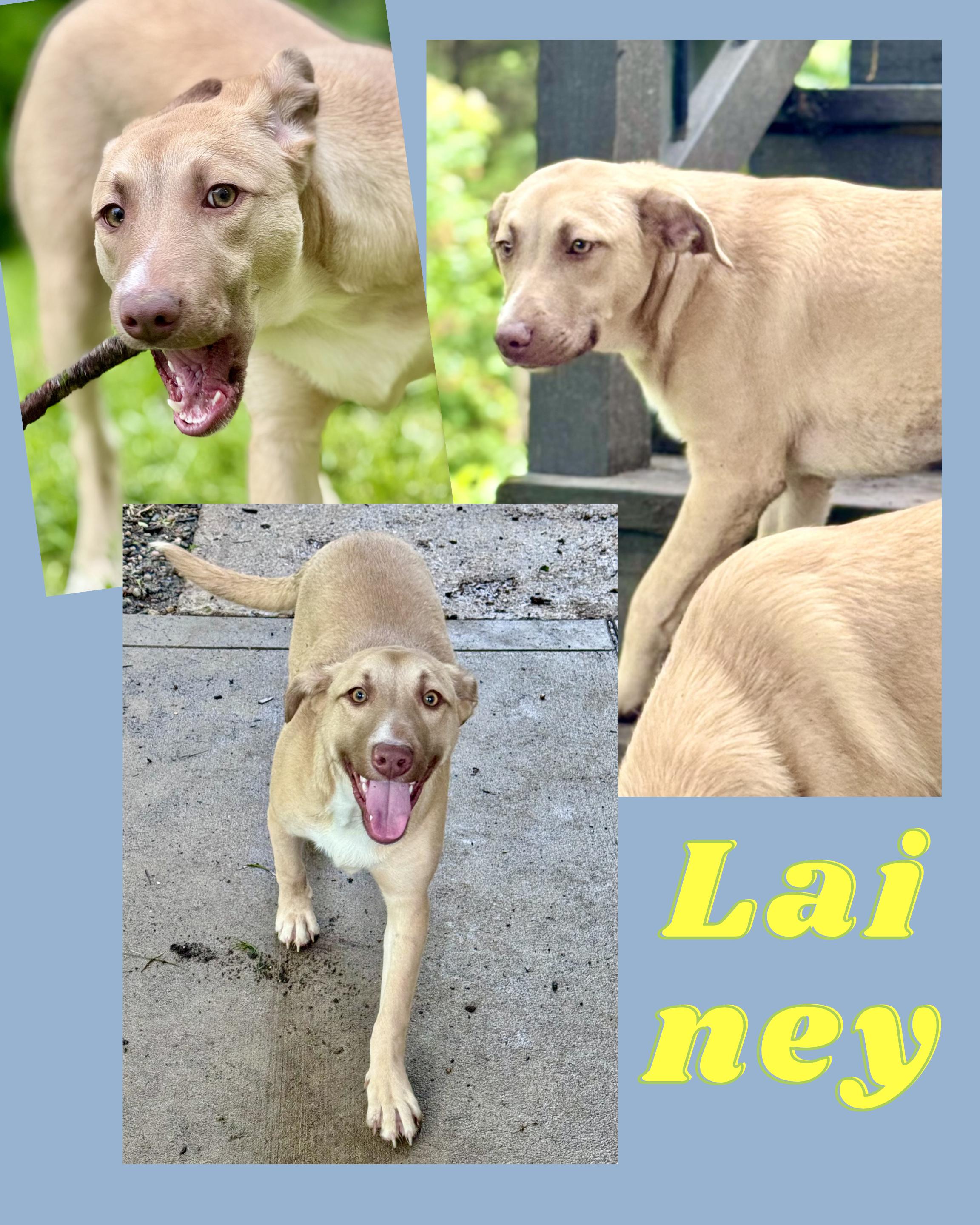 Lainey Woof-Son, ADOPTABLE, Young Female Mixed Breed.