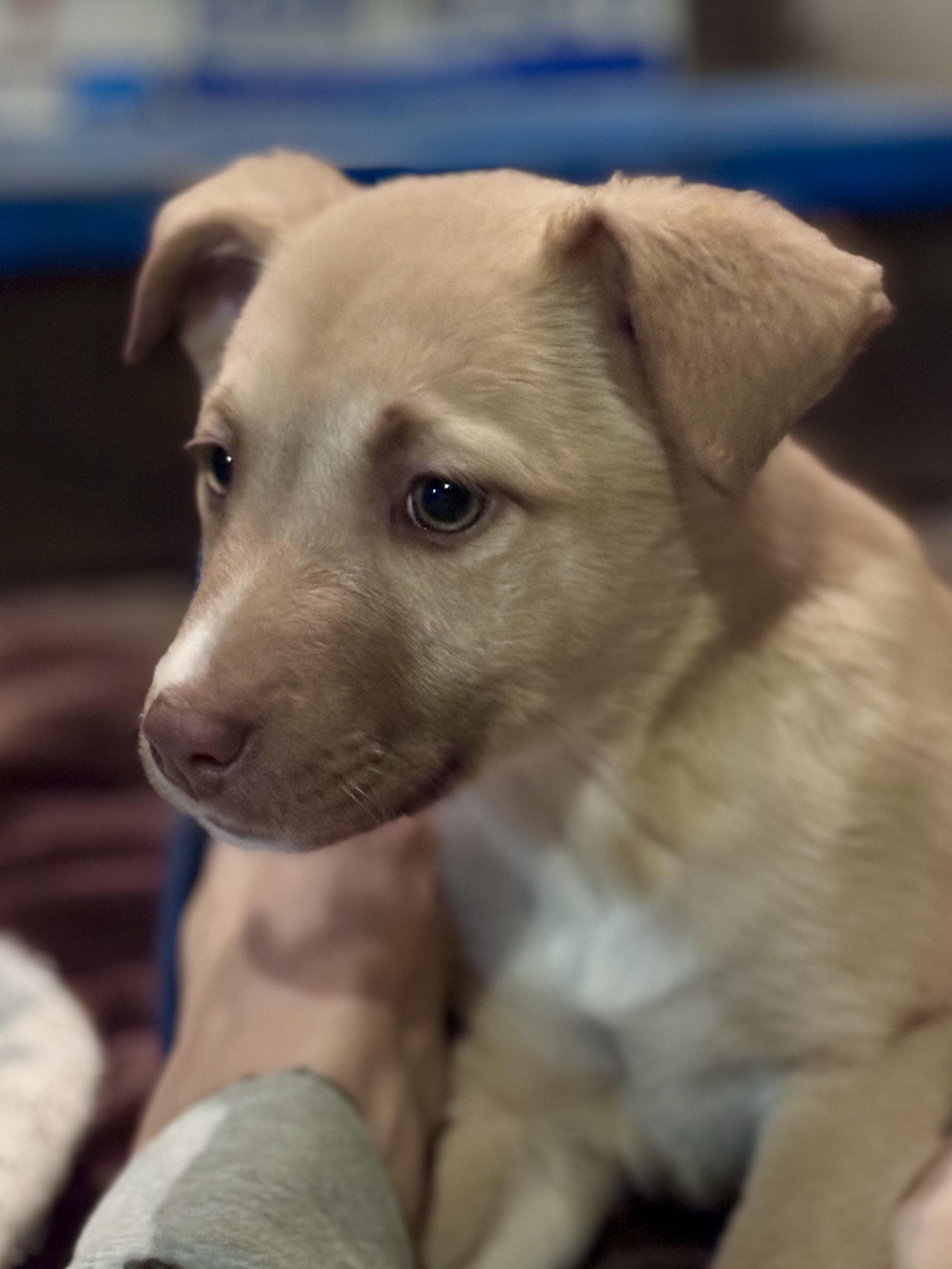 Enlarge Lainey, a ADOPTABLE mixed breed in Washington, MO image 3/4