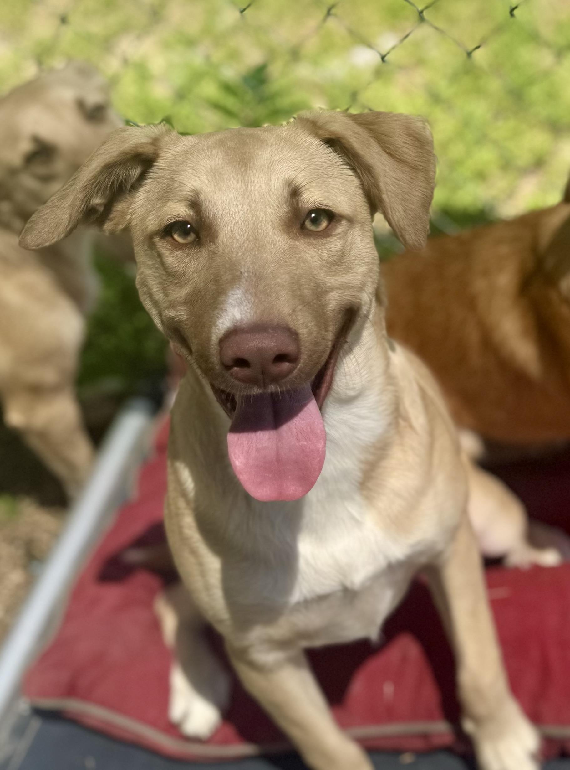 Lainey Woof-Son, ADOPTABLE, Young Female Mixed Breed.