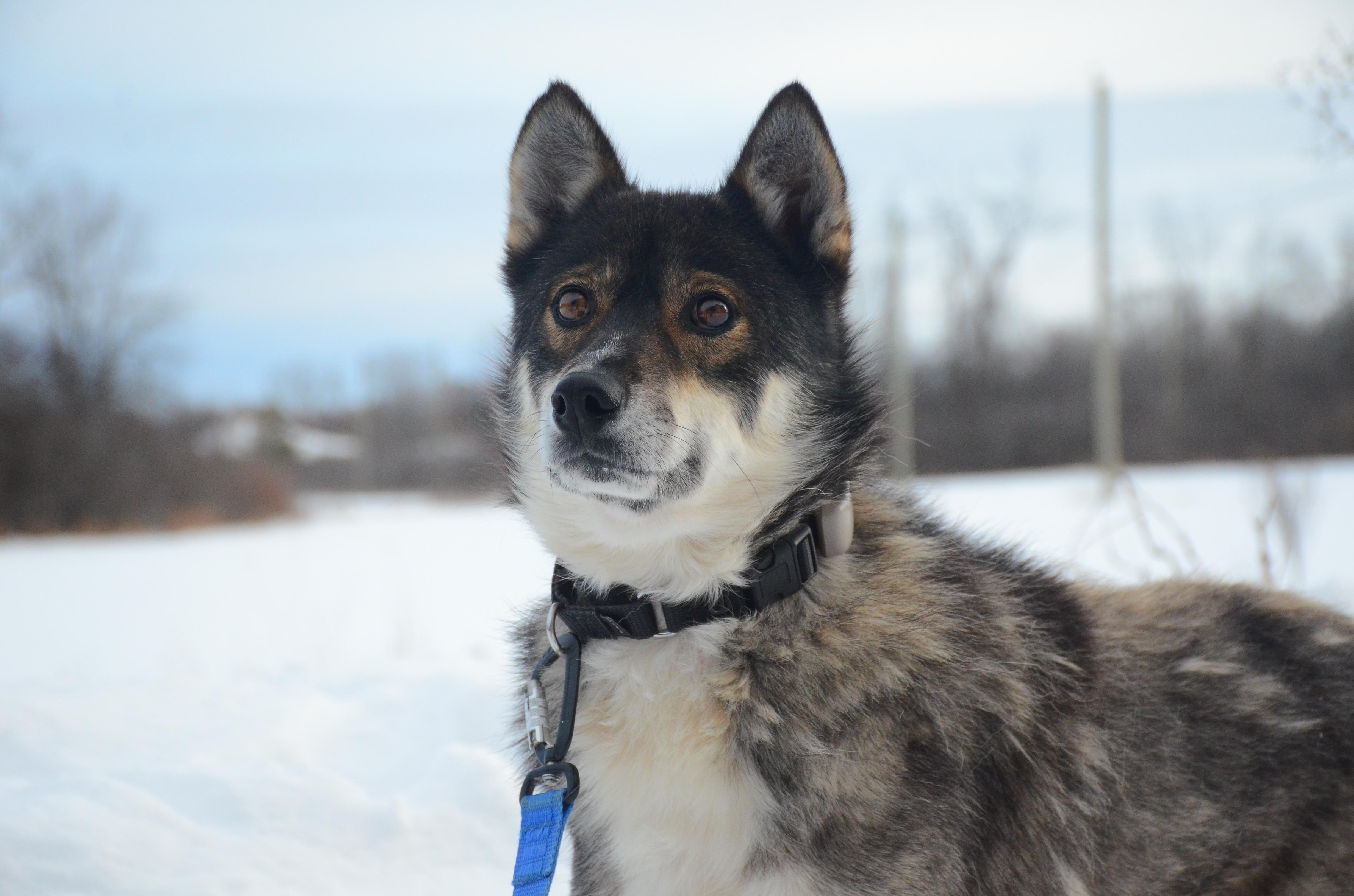 Einstein, ADOPTABLE, Adult Male Alaskan Malamute.