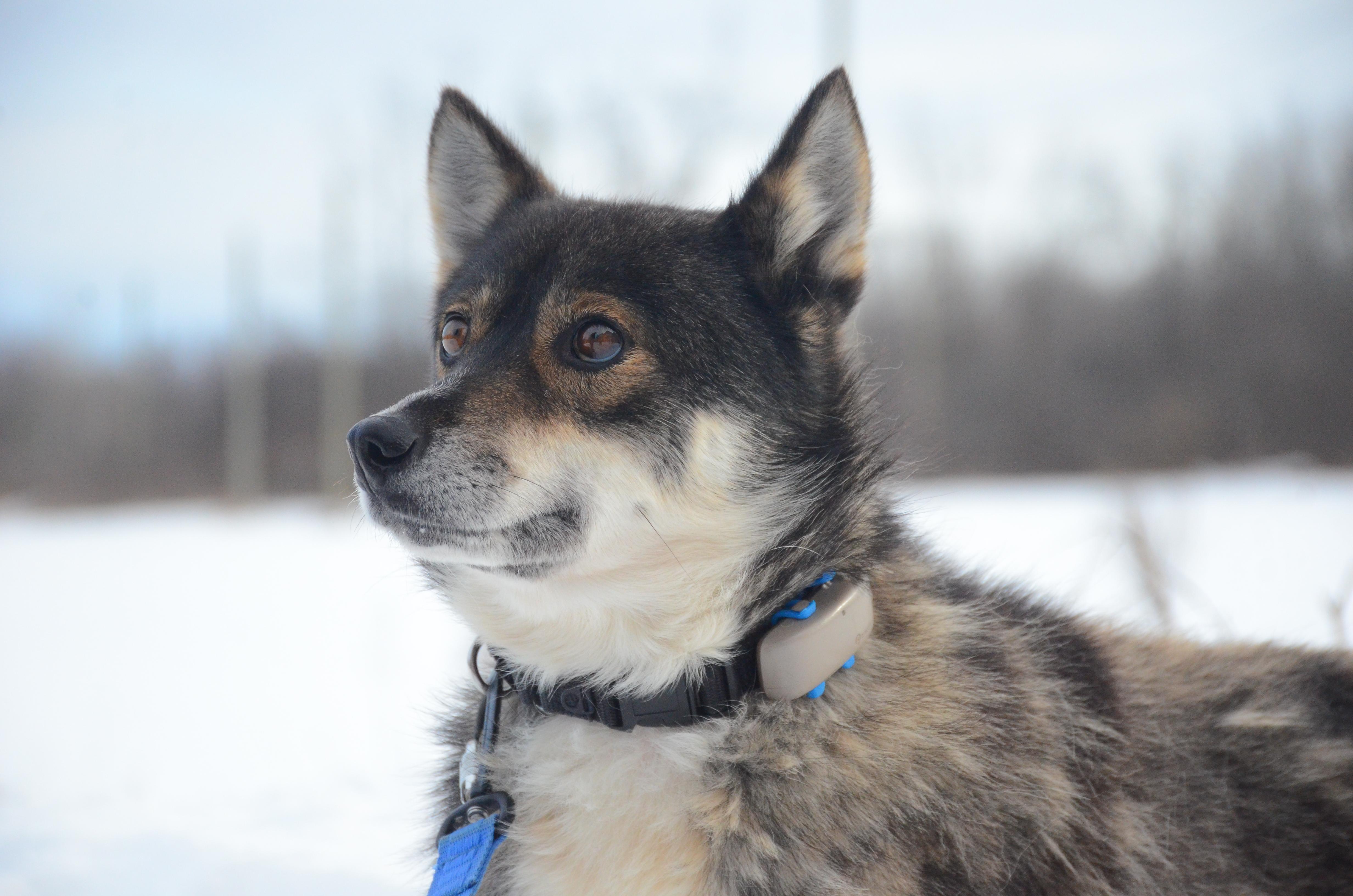 Enlarge Einstein, a ADOPTABLE mixed breed in Montreal, QC image 2/5