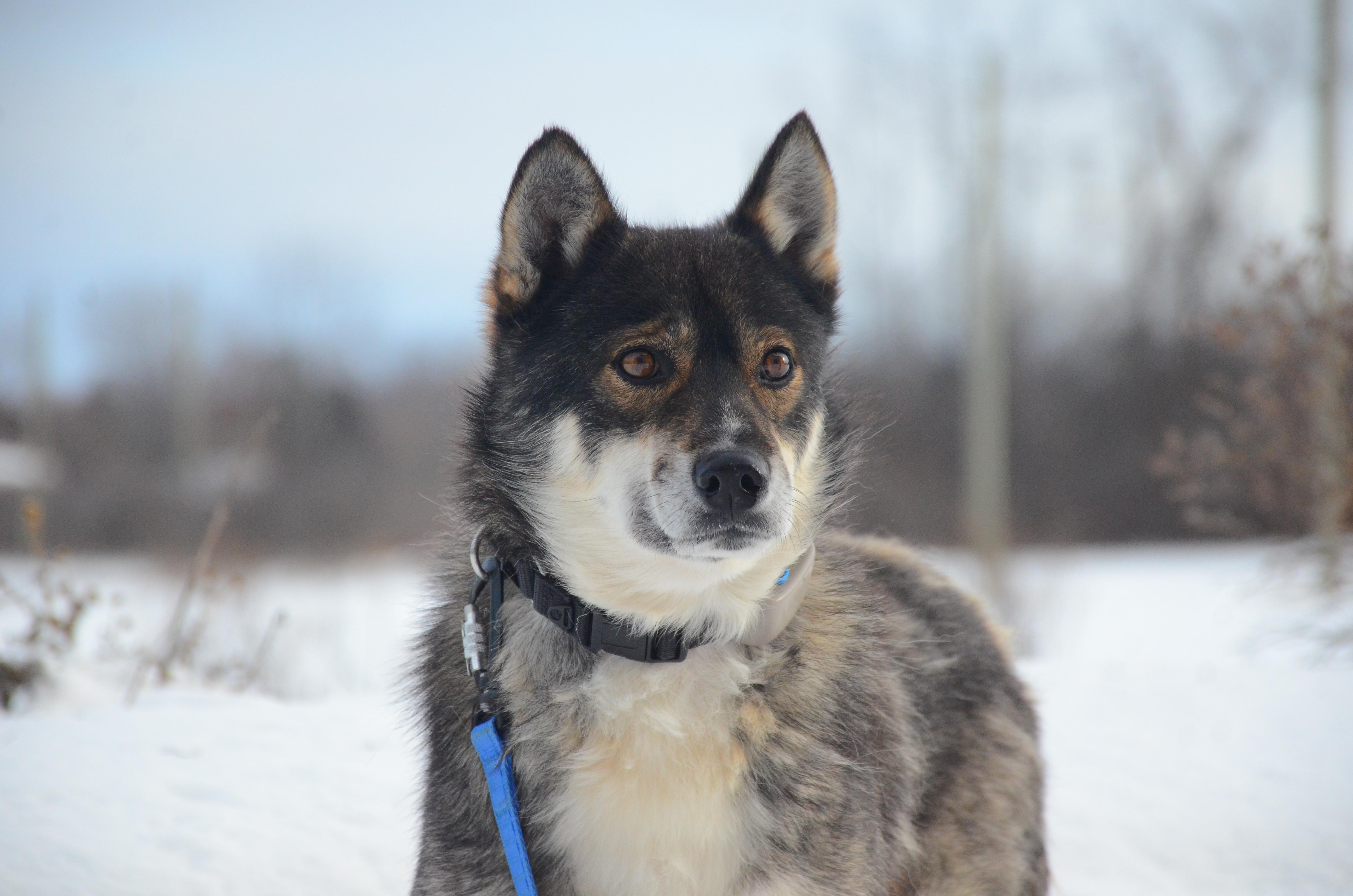 Enlarge Einstein, a ADOPTABLE mixed breed in Montreal, QC image 3/5