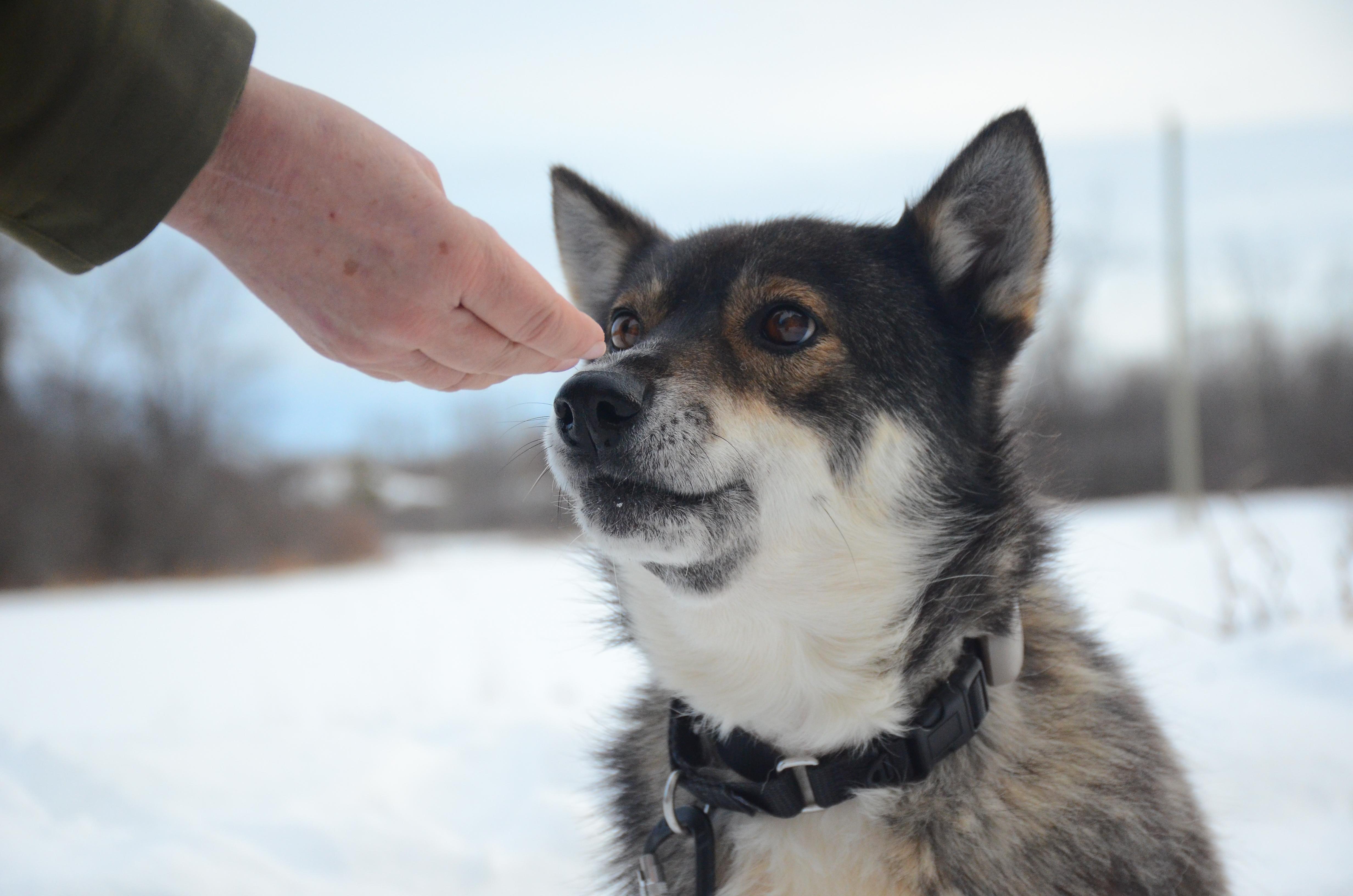 Einstein, adopted, Adult Male Alaskan Malamute.