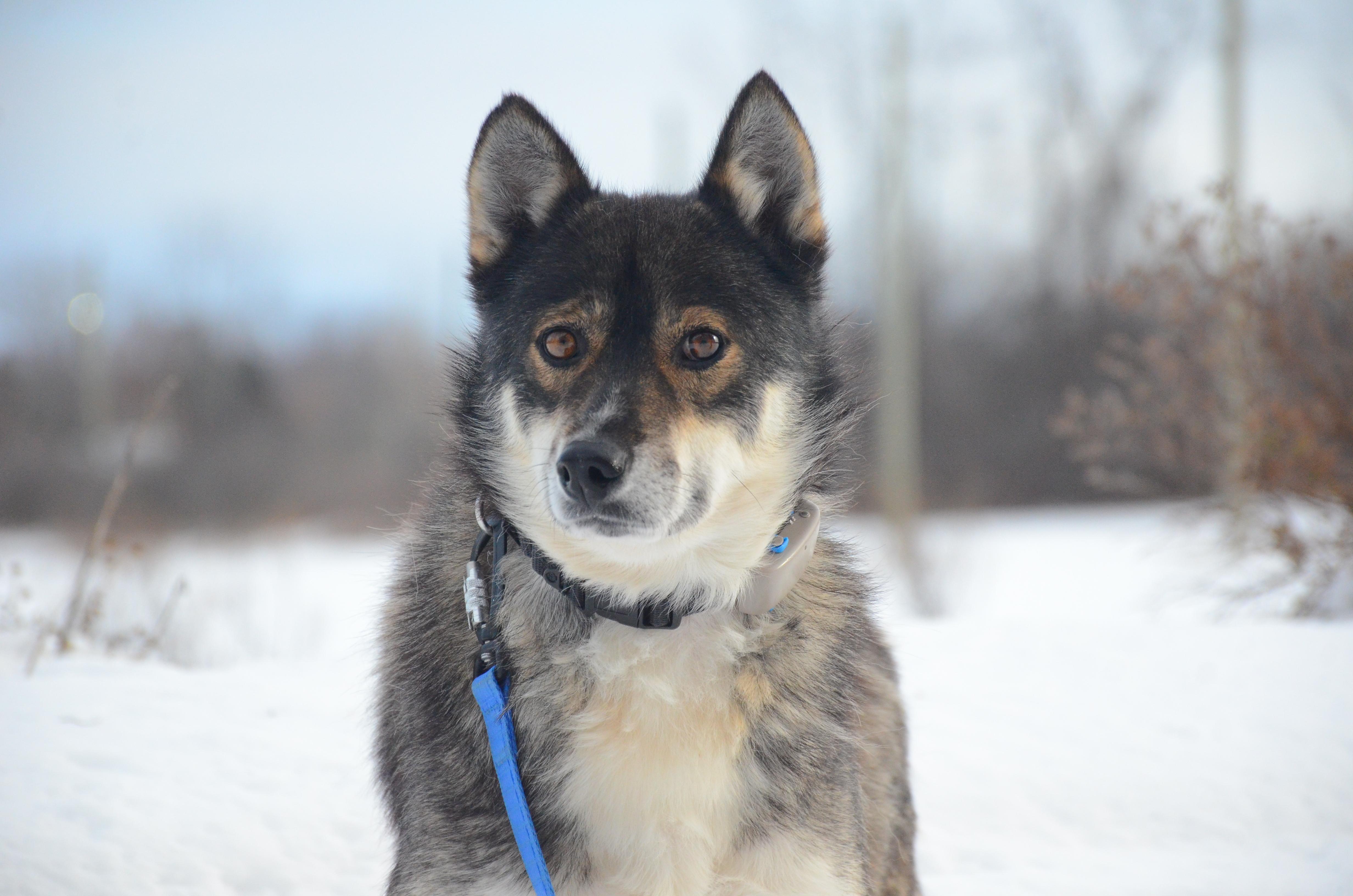 Enlarge Einstein, a ADOPTABLE mixed breed in Montreal, QC image 5/5