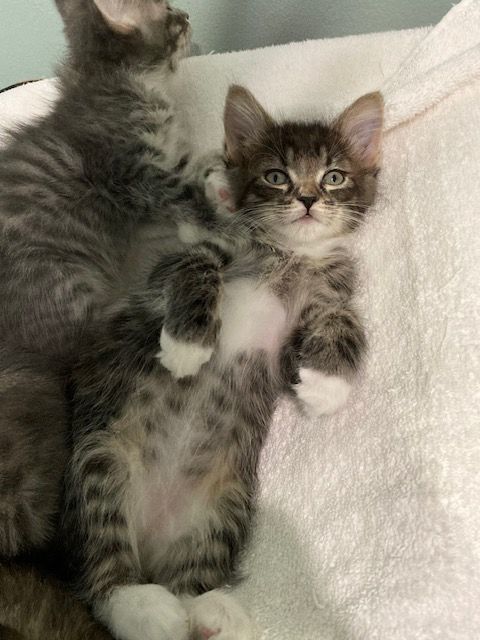 FIORELLA, Adoptable, Kitten Female Domestic Medium Hair.