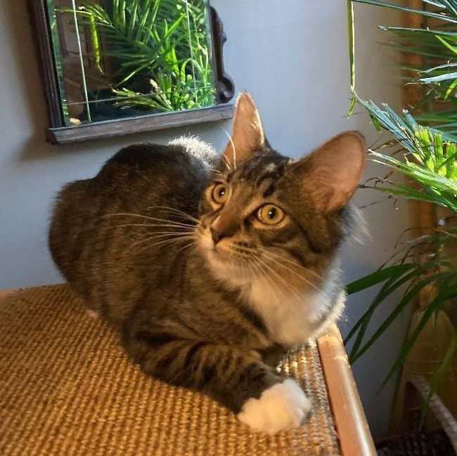 Enlarge FIORELLA, a Adoptable mixed breed in Watkinsville, GA image 2/6