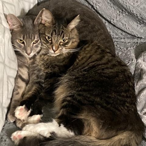 Enlarge FIORELLA, a Adoptable mixed breed in Watkinsville, GA image 2/5