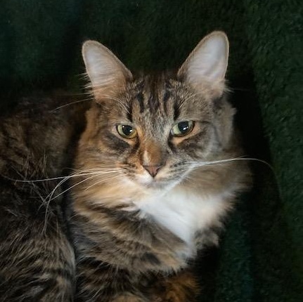 FIORELLA, Adoptable, Young Female Domestic Medium Hair.