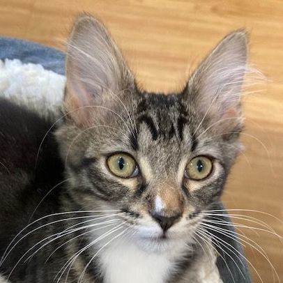 Enlarge FIORELLA, a Adoptable mixed breed in Watkinsville, GA image 3/6