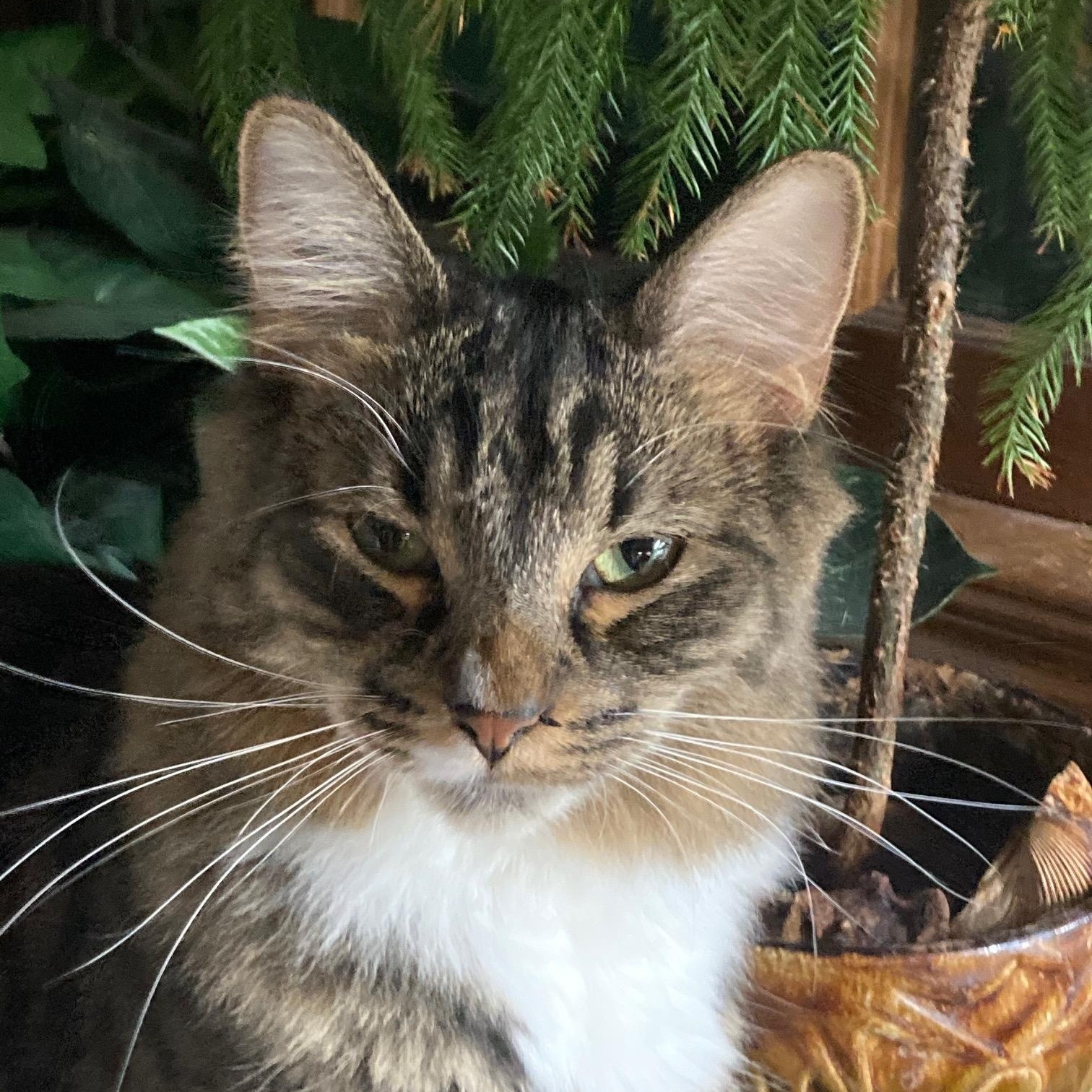 Enlarge FIORELLA, a Adoptable mixed breed in Watkinsville, GA image 3/5