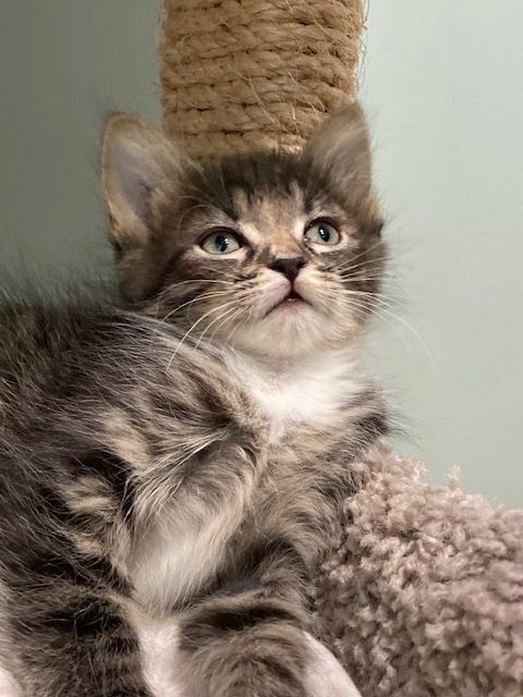 Enlarge FIORELLA, a Adoptable mixed breed in Watkinsville, GA image 4/6