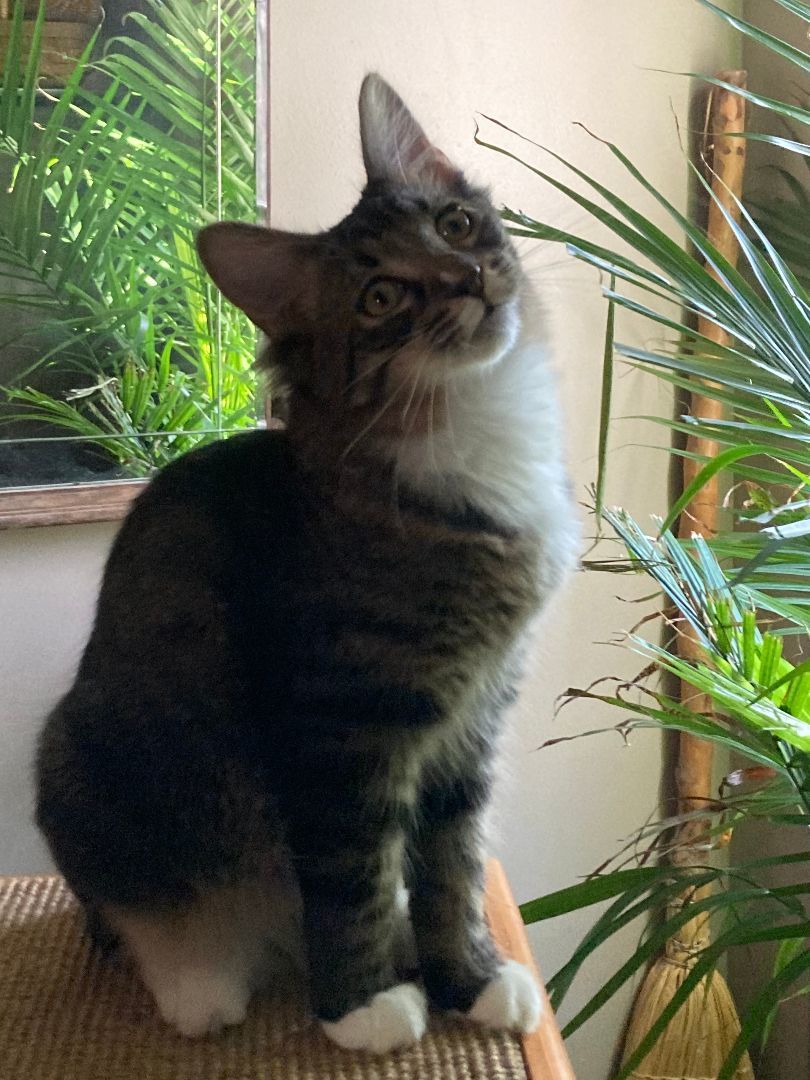 Enlarge FIORELLA, a Adoptable mixed breed in Watkinsville, GA image 5/6