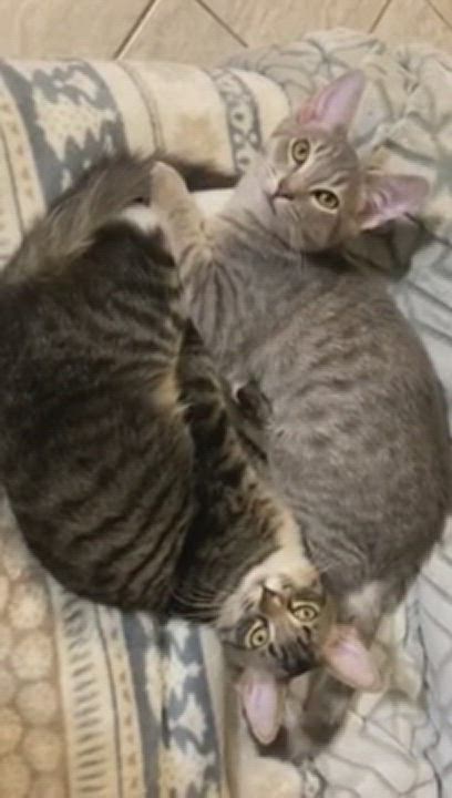 Enlarge FIORELLA, a Adoptable mixed breed in Watkinsville, GA video 6/6