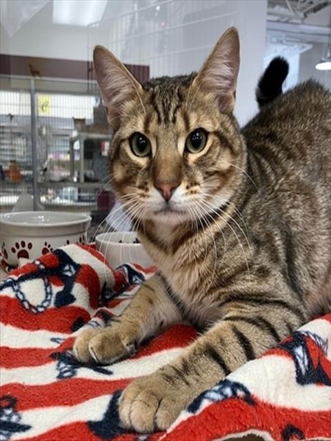 WILLIAM, Adoptable, Young Male Bengal.