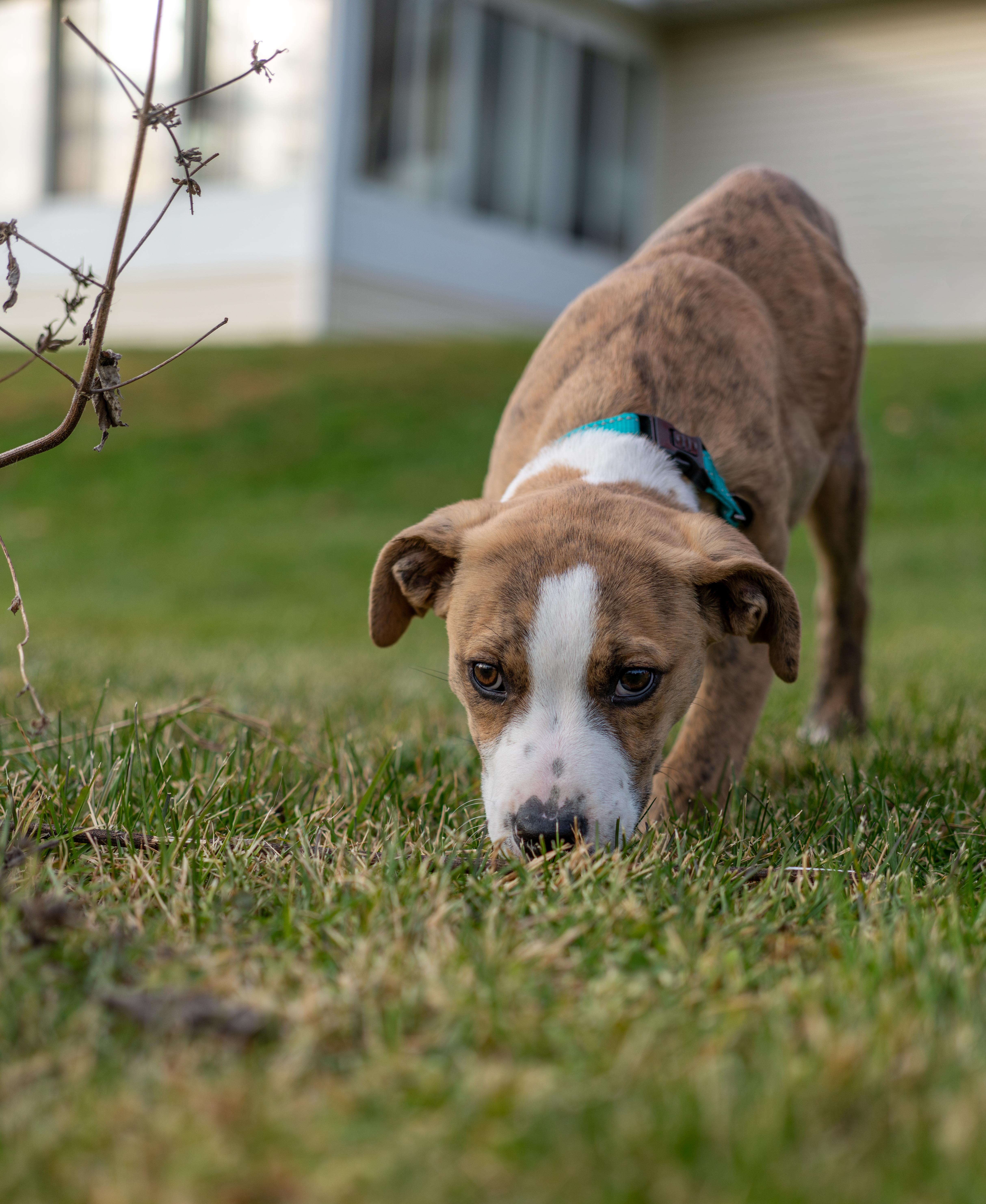 Johnny - Gorgeous muted brindle