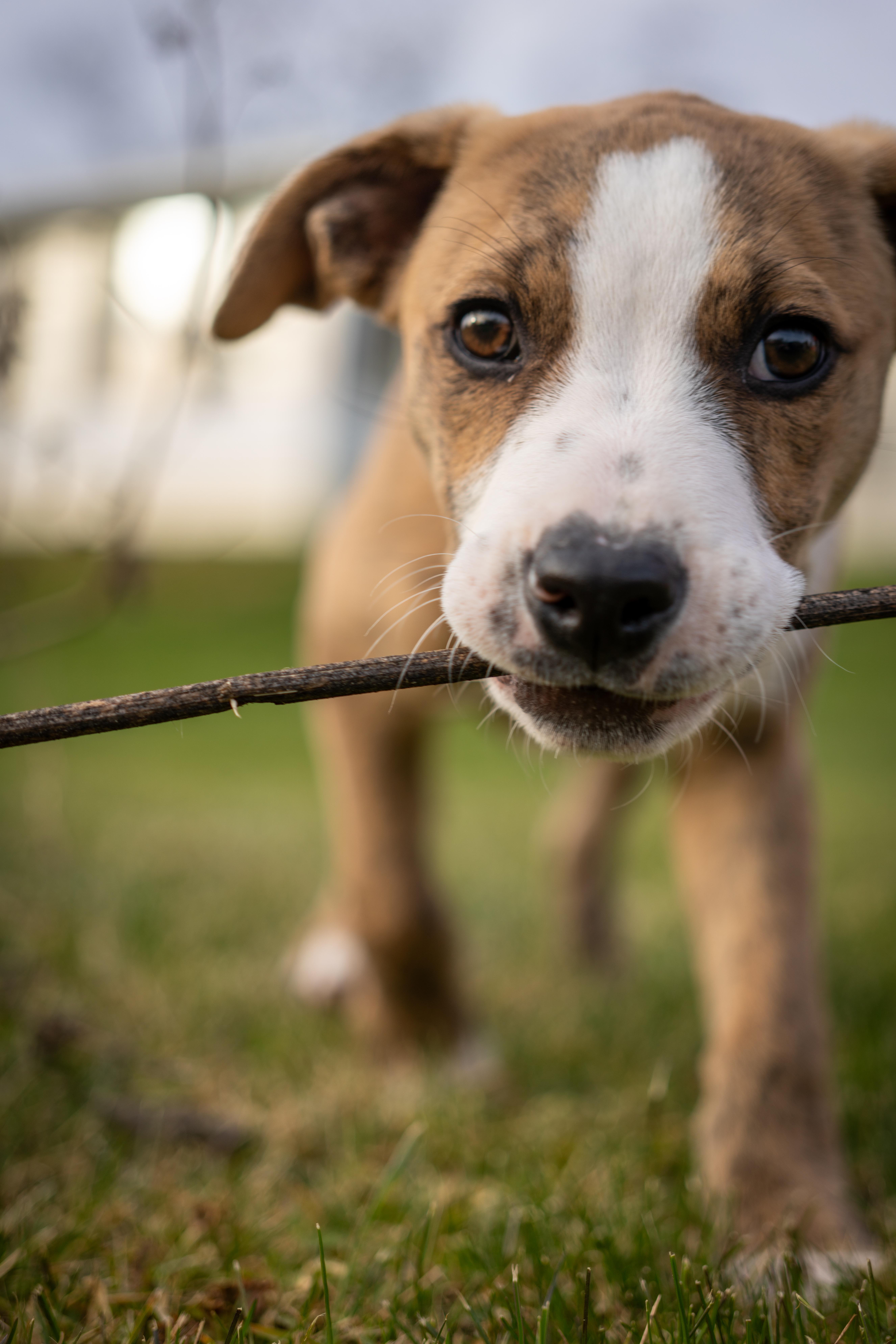Johnny - Gorgeous muted brindle