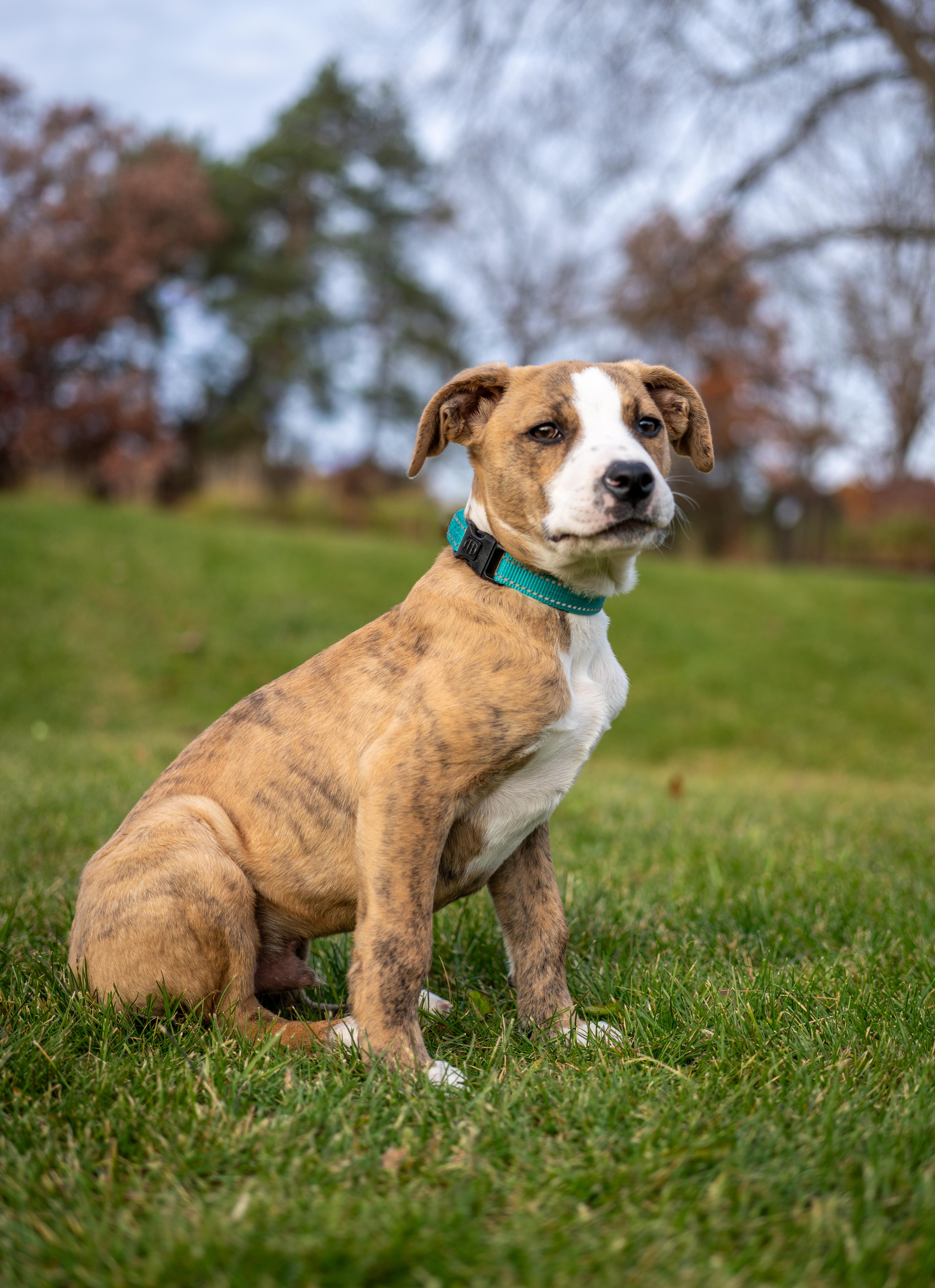 Johnny - Gorgeous muted brindle