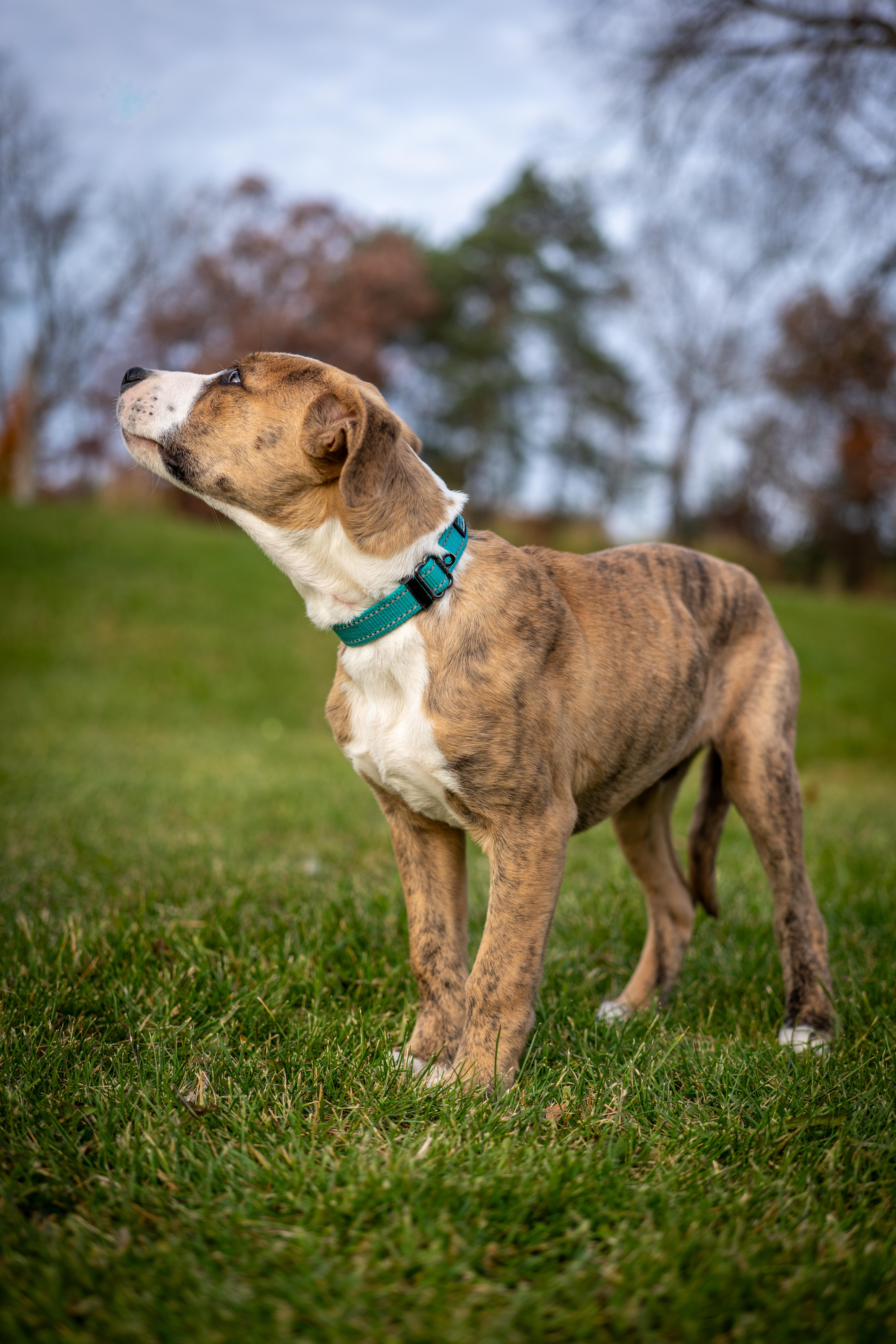 Johnny - Gorgeous muted brindle