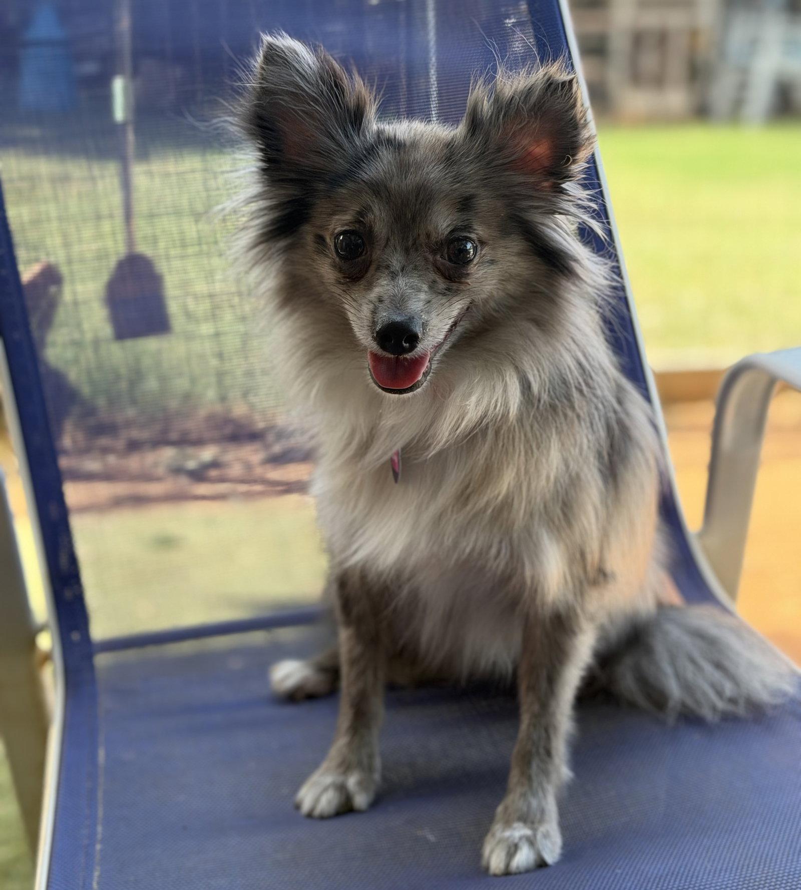 Jasper, Adoptable, Young Male Pomeranian.