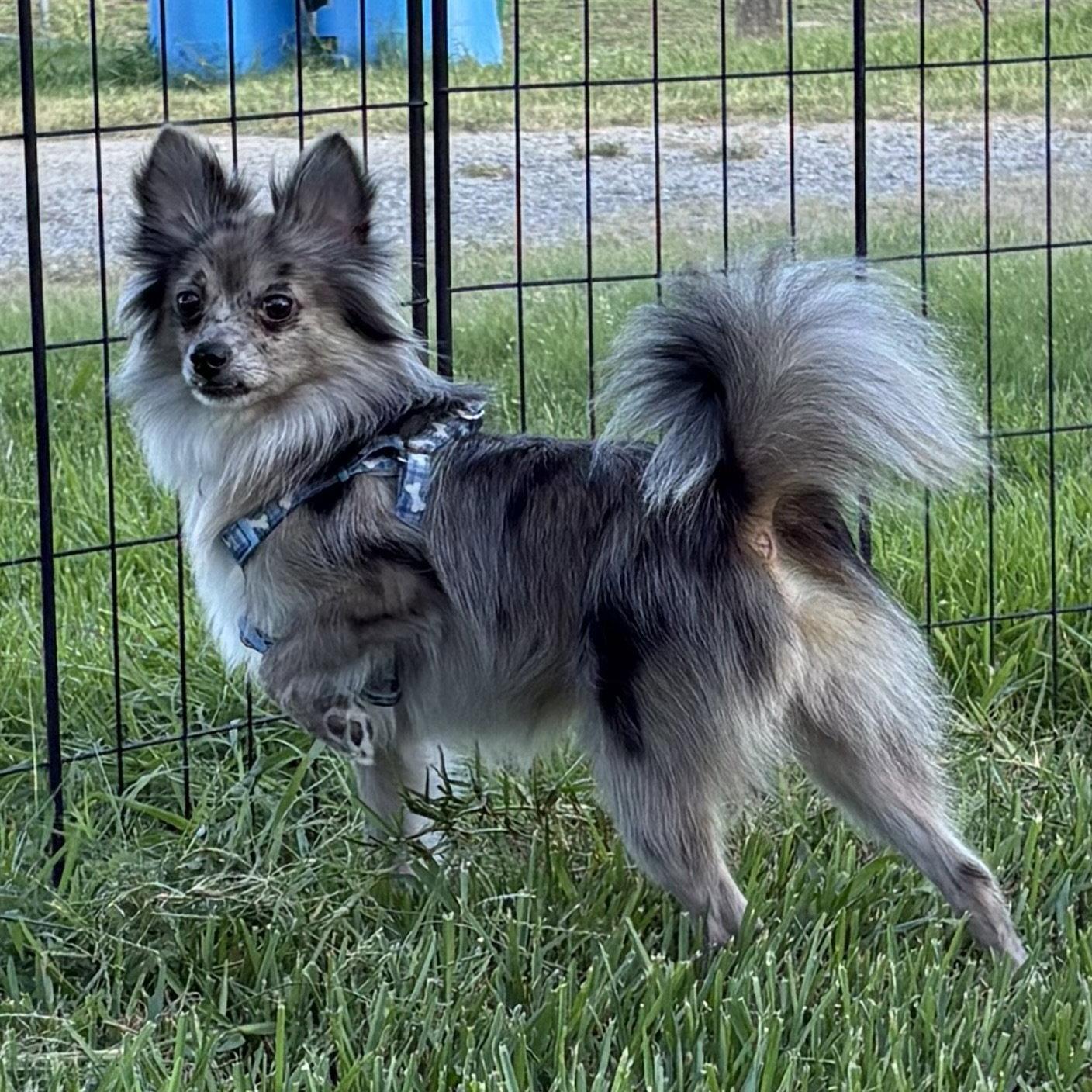 Enlarge Jasper, a Adoptable Pomeranian in Garland, TX image 2/2