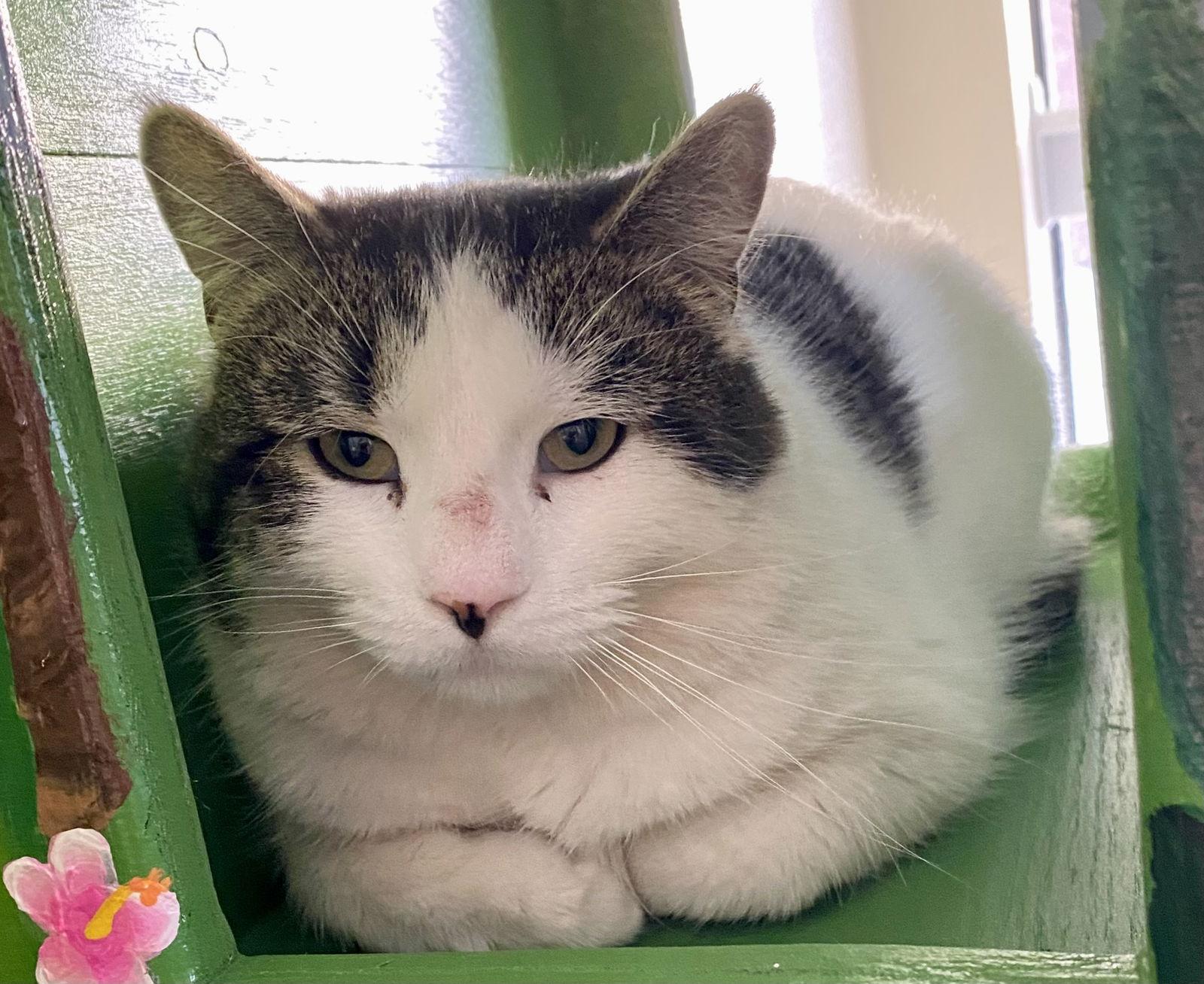 Meatloaf, Adoptable, Adult Male Domestic Medium Hair.