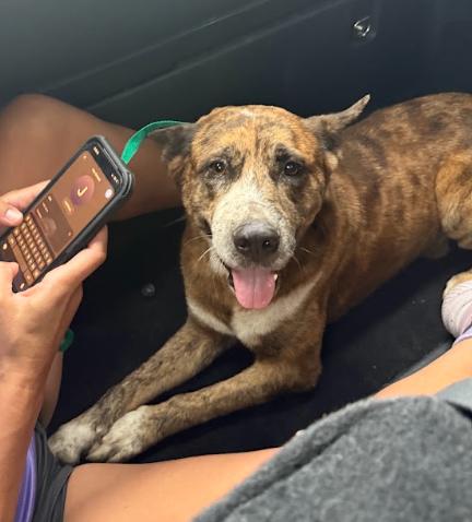 Buck, Adoptable, Young Male Boxer & American Bulldog.