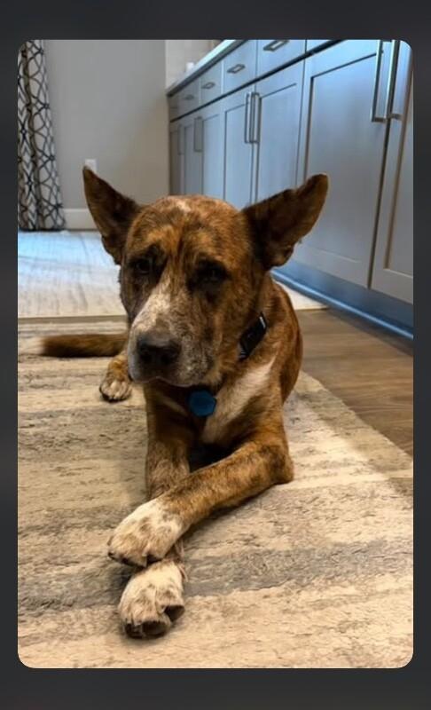 Buck, a Adoptable mixed breed in Boulder, CO image 3/4