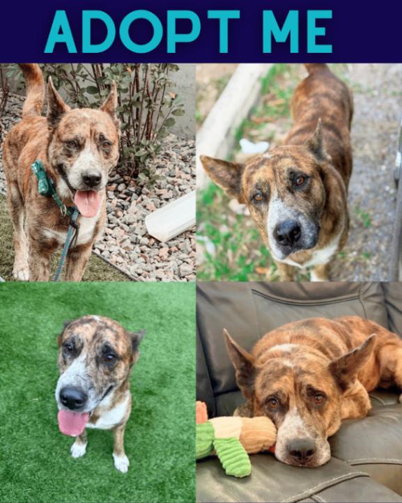 Buck, a Adoptable mixed breed in Boulder, CO image 4/4