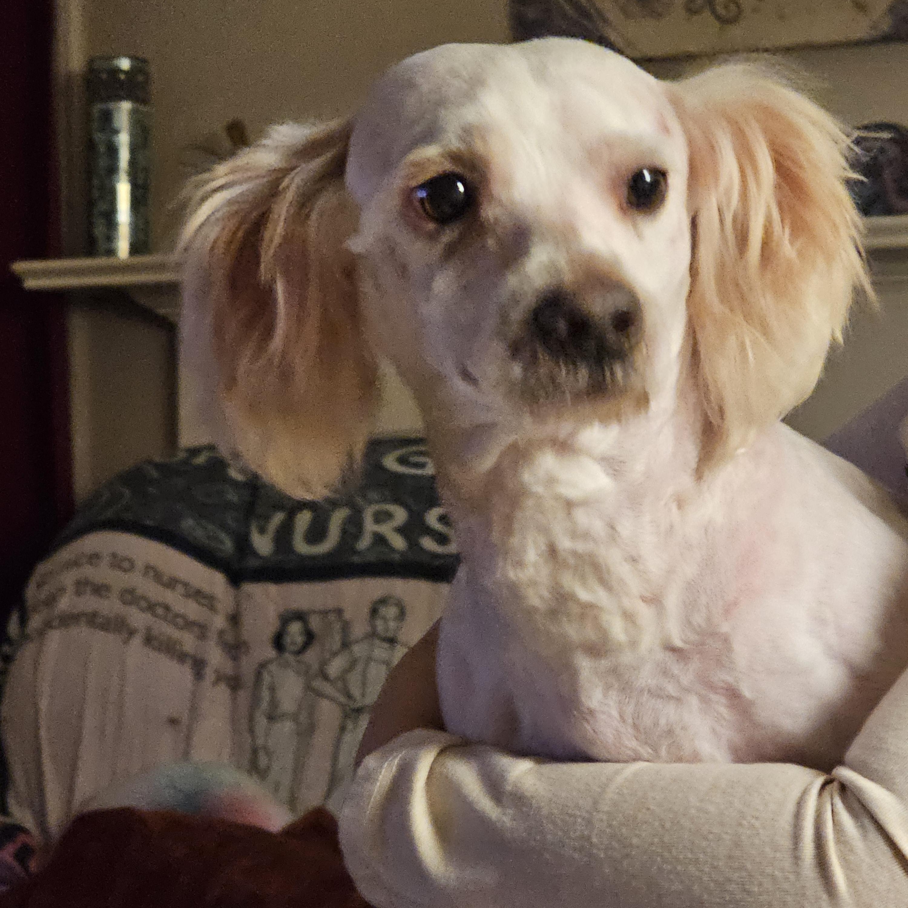 Ivan, Adoptable, Adult Male Poodle.