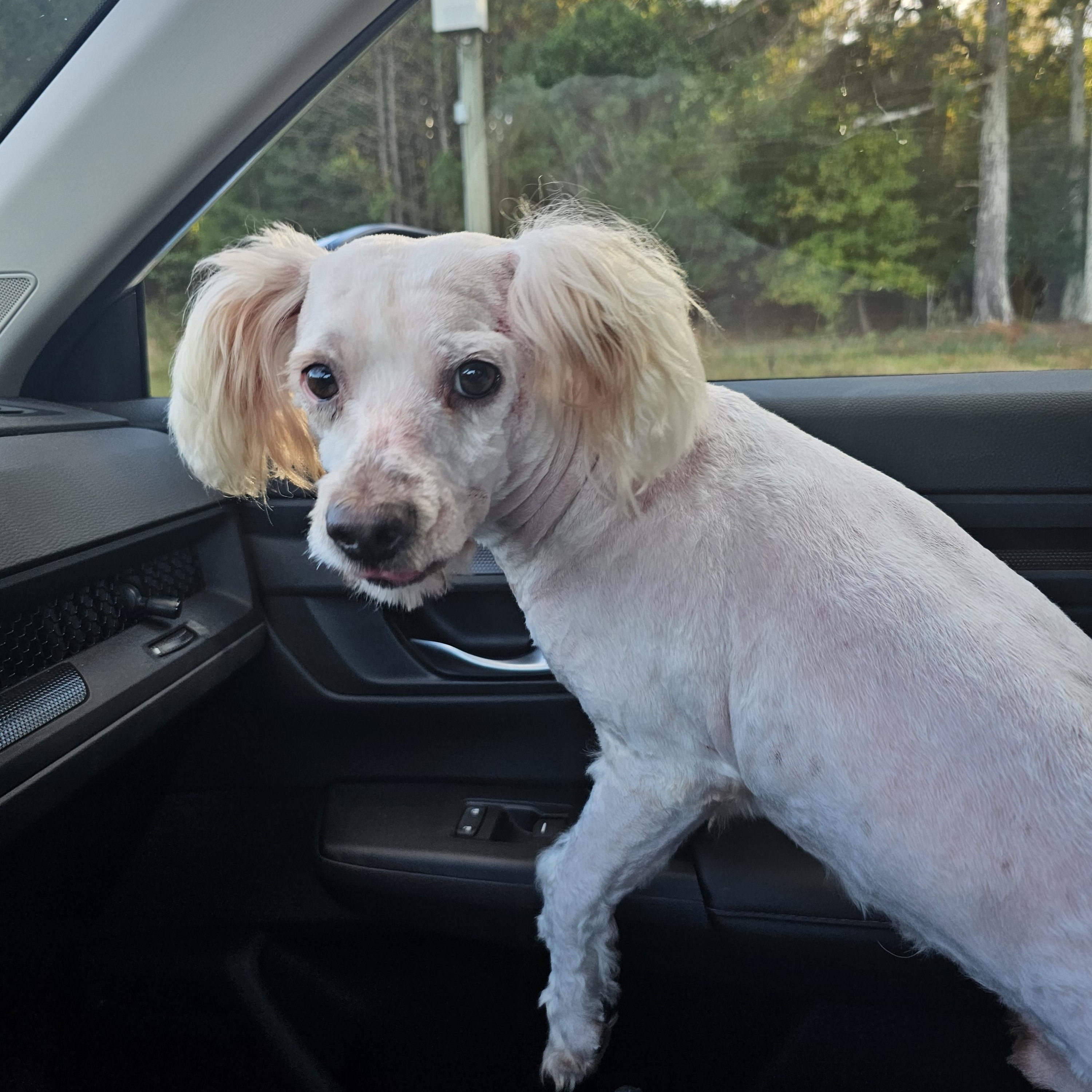 Ivan, a Adoptable mixed breed in Stockbridge, GA image 2/3