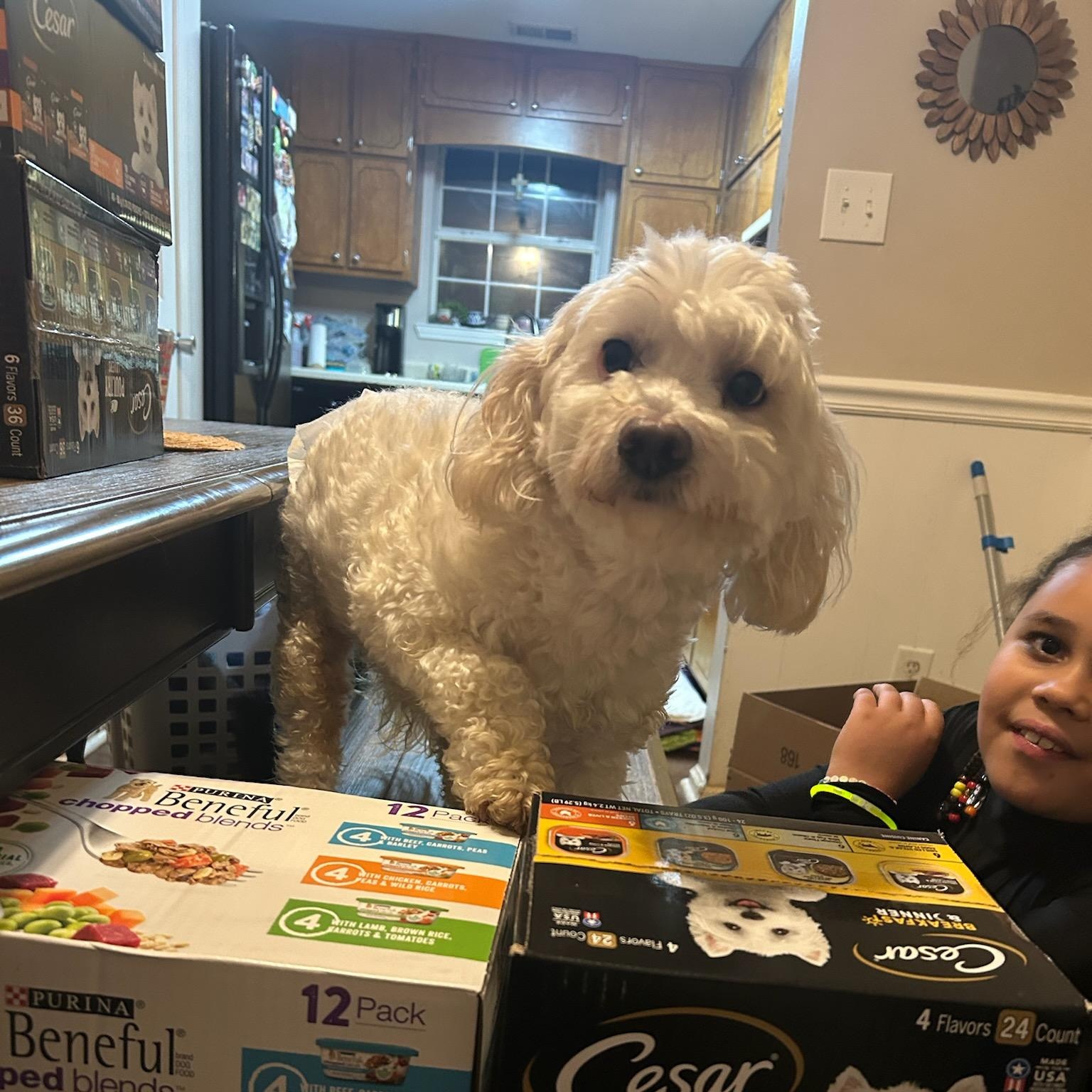 Ivan, Adoptable, Adult Male Poodle.