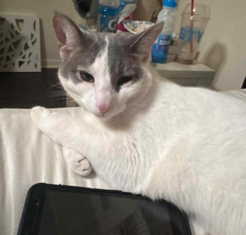 Georgia, Adoptable, Young Female Domestic Short Hair.