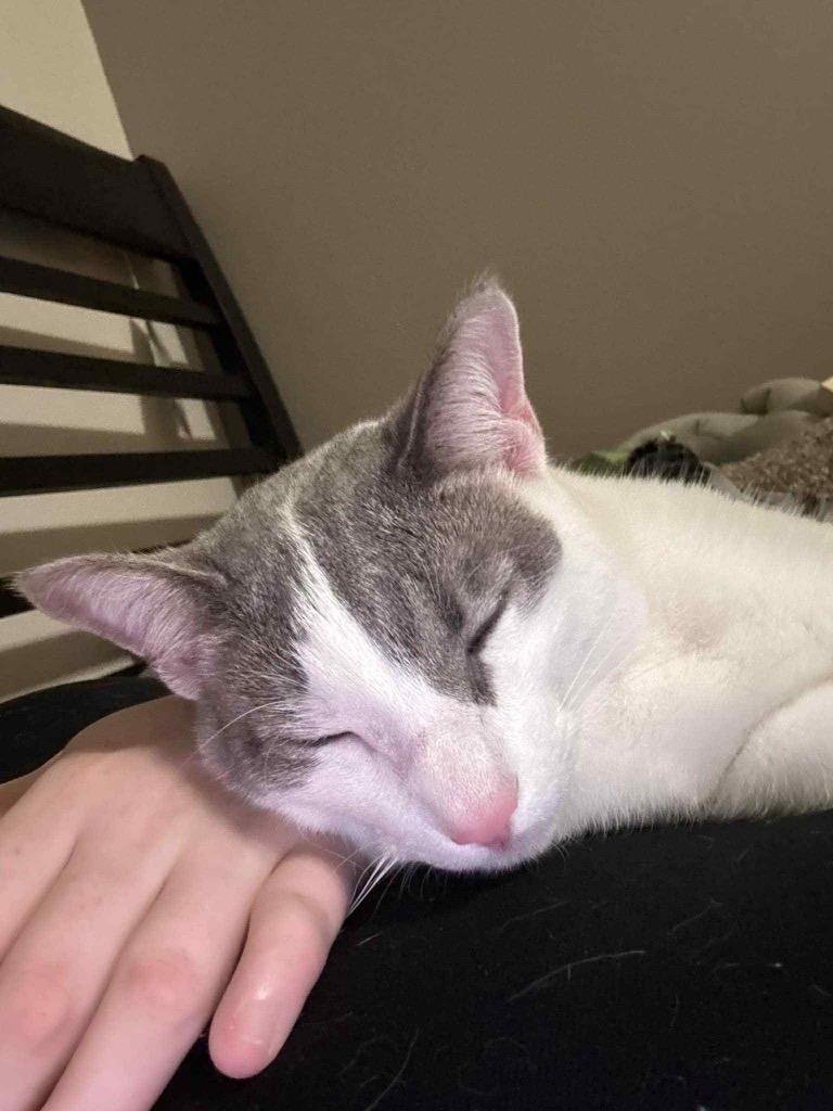 Georgia, Adoptable, Young Female Domestic Short Hair.