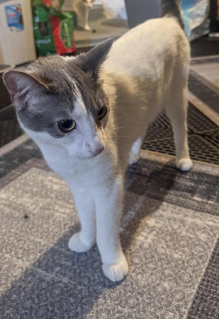 Georgia, a Adoptable mixed breed in Fond Du Lac, WI image 2/4