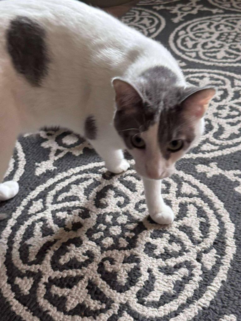 Georgia, a Adoptable mixed breed in Fond Du Lac, WI image 3/4