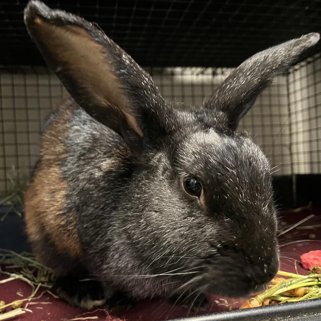 Enlarge Goosebumps, a Adoptable Silver Fox in York, PA image 1/4