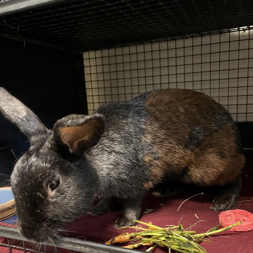 Enlarge Goosebumps, a Adoptable Silver Fox in York, PA image 2/4