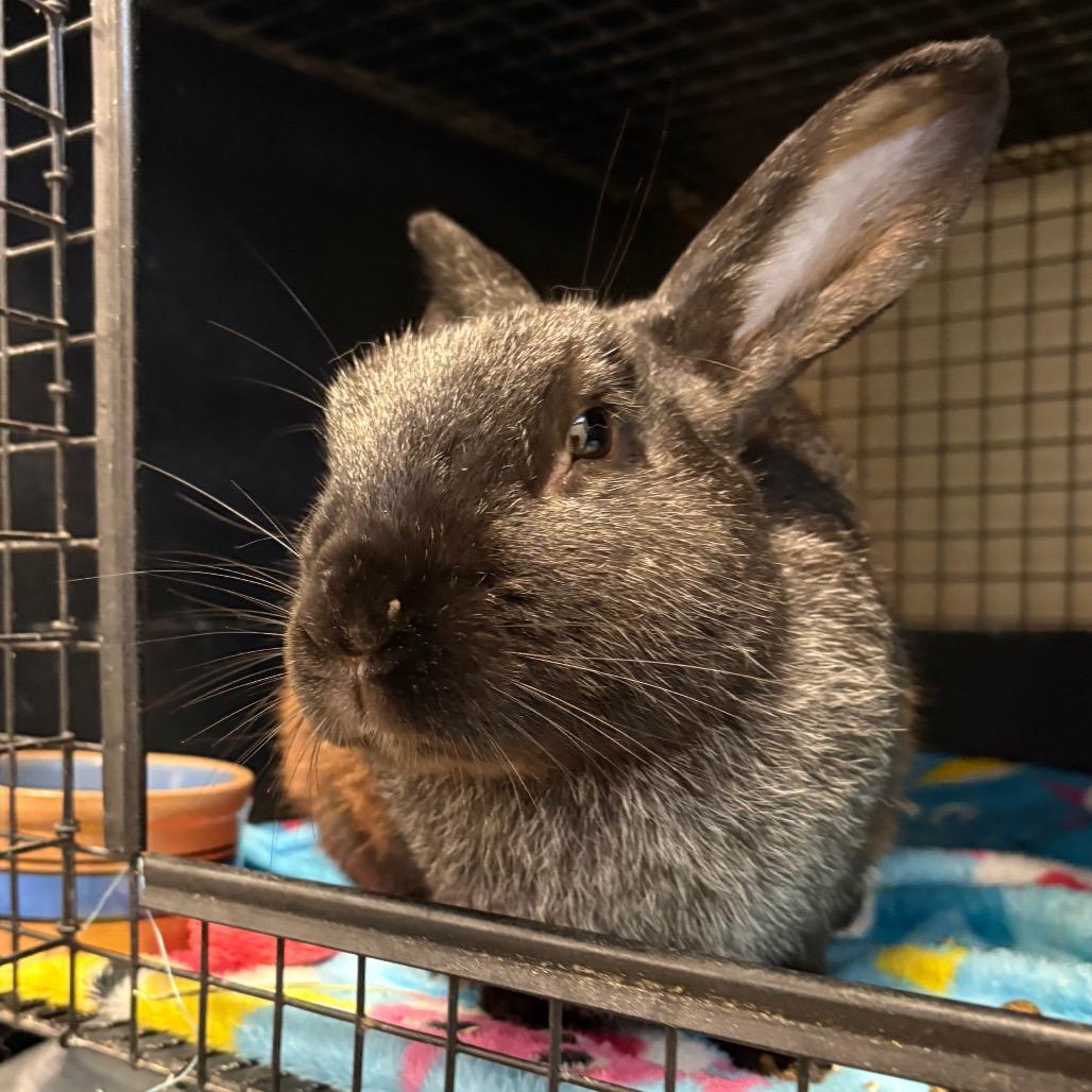 Enlarge Goosebumps, a Adoptable Silver Fox in York, PA image 3/4