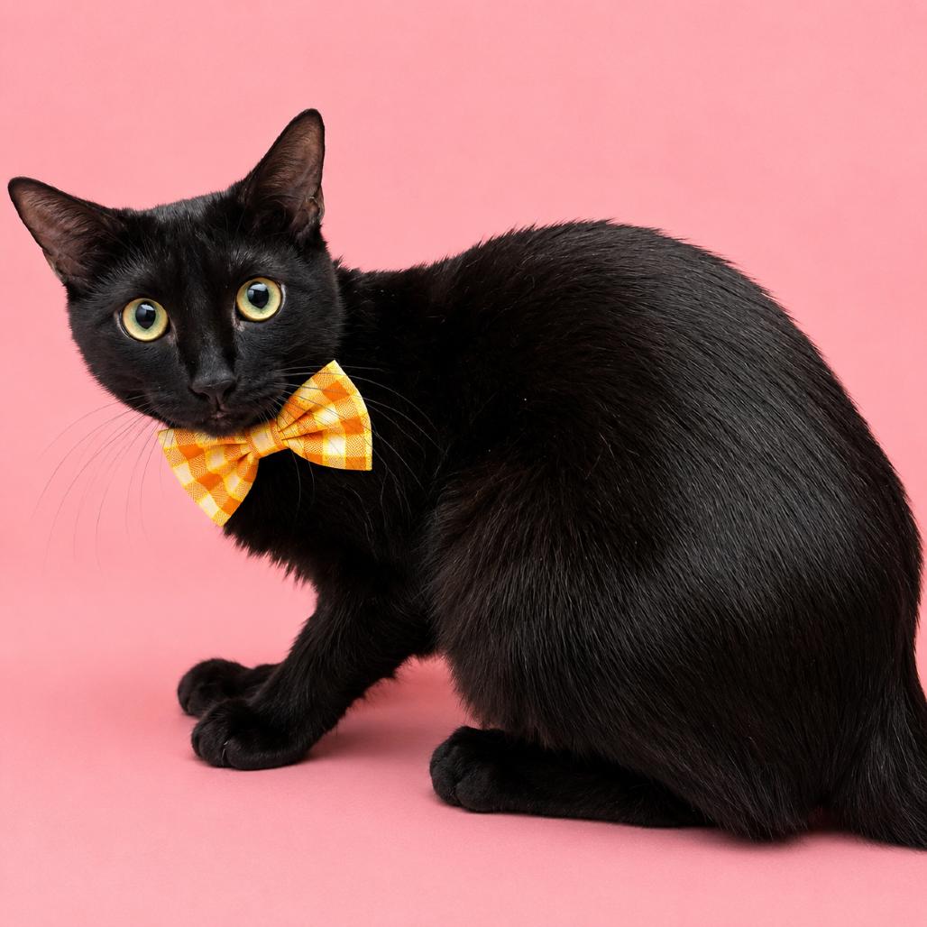 Panama, Adoptable, Young Female Domestic Short Hair & Domestic Short Hair.
