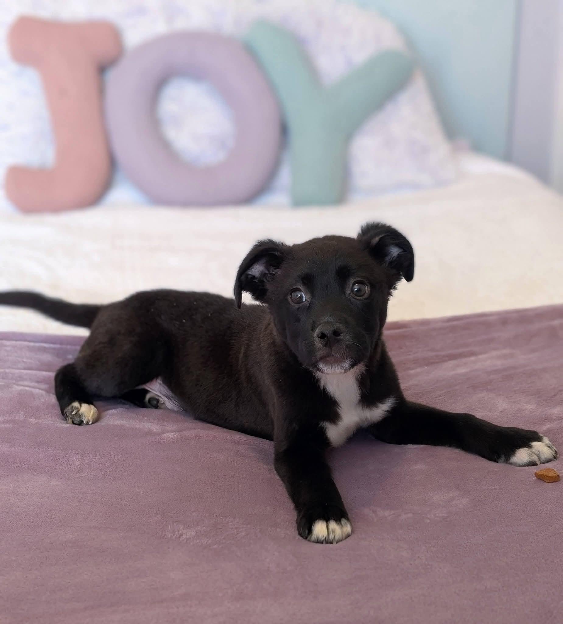 Enlarge Hambone, a ADOPTABLE mixed breed in Grand Rapids, MI image 2/3