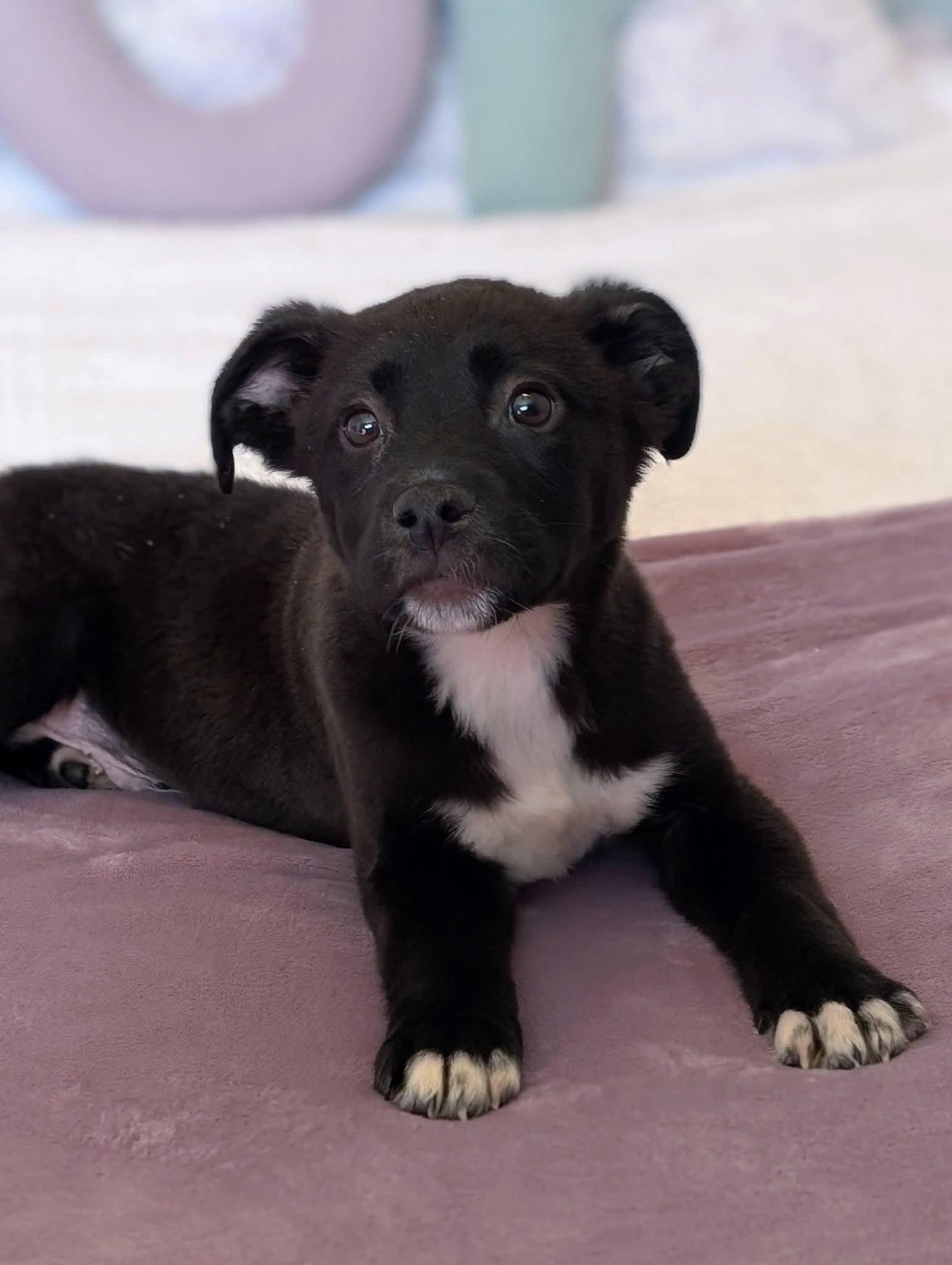 Enlarge Hambone, a ADOPTABLE mixed breed in Grand Rapids, MI image 3/3