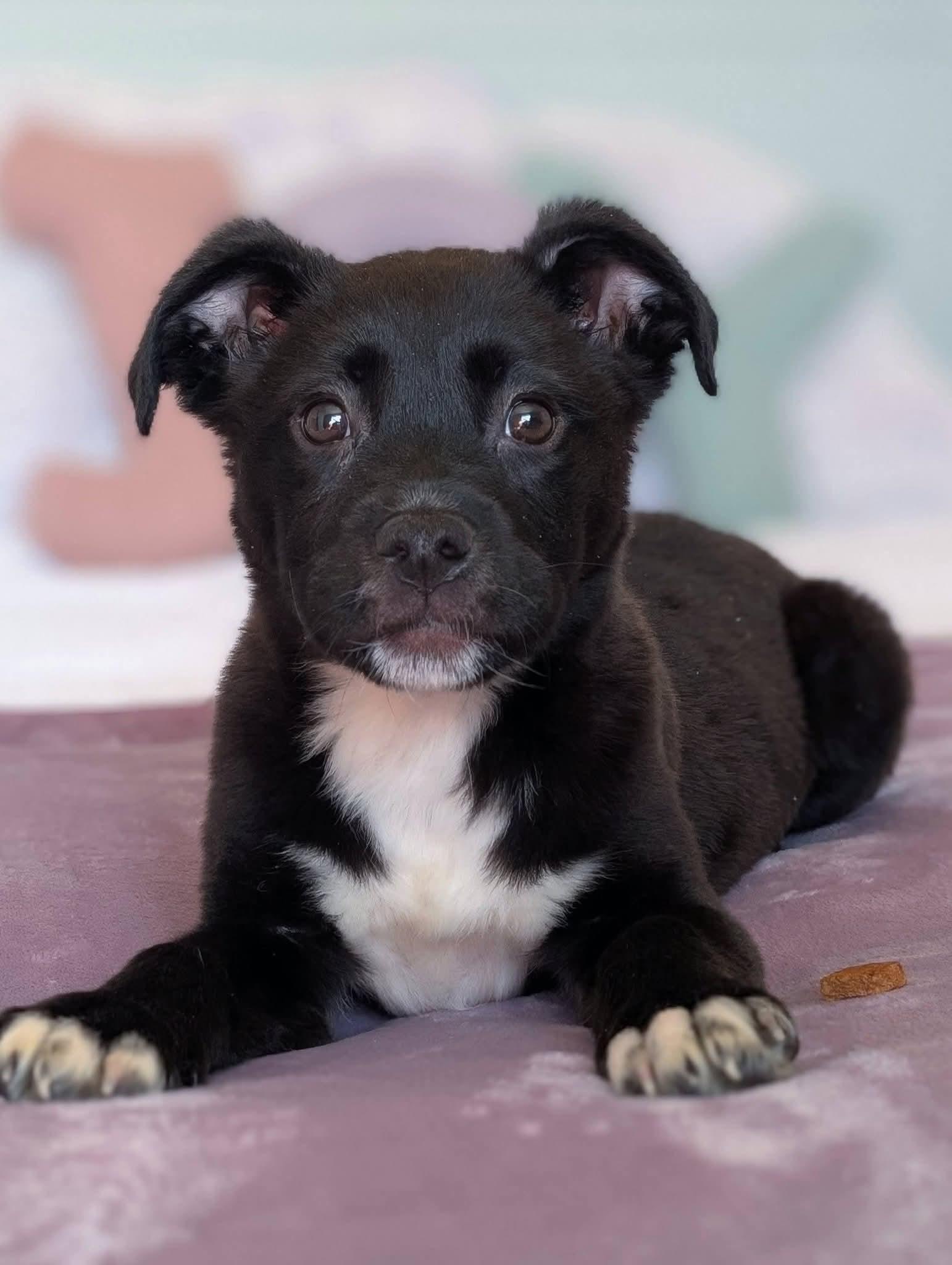 Hambone, ADOPTABLE, Puppy Male Mixed Breed.