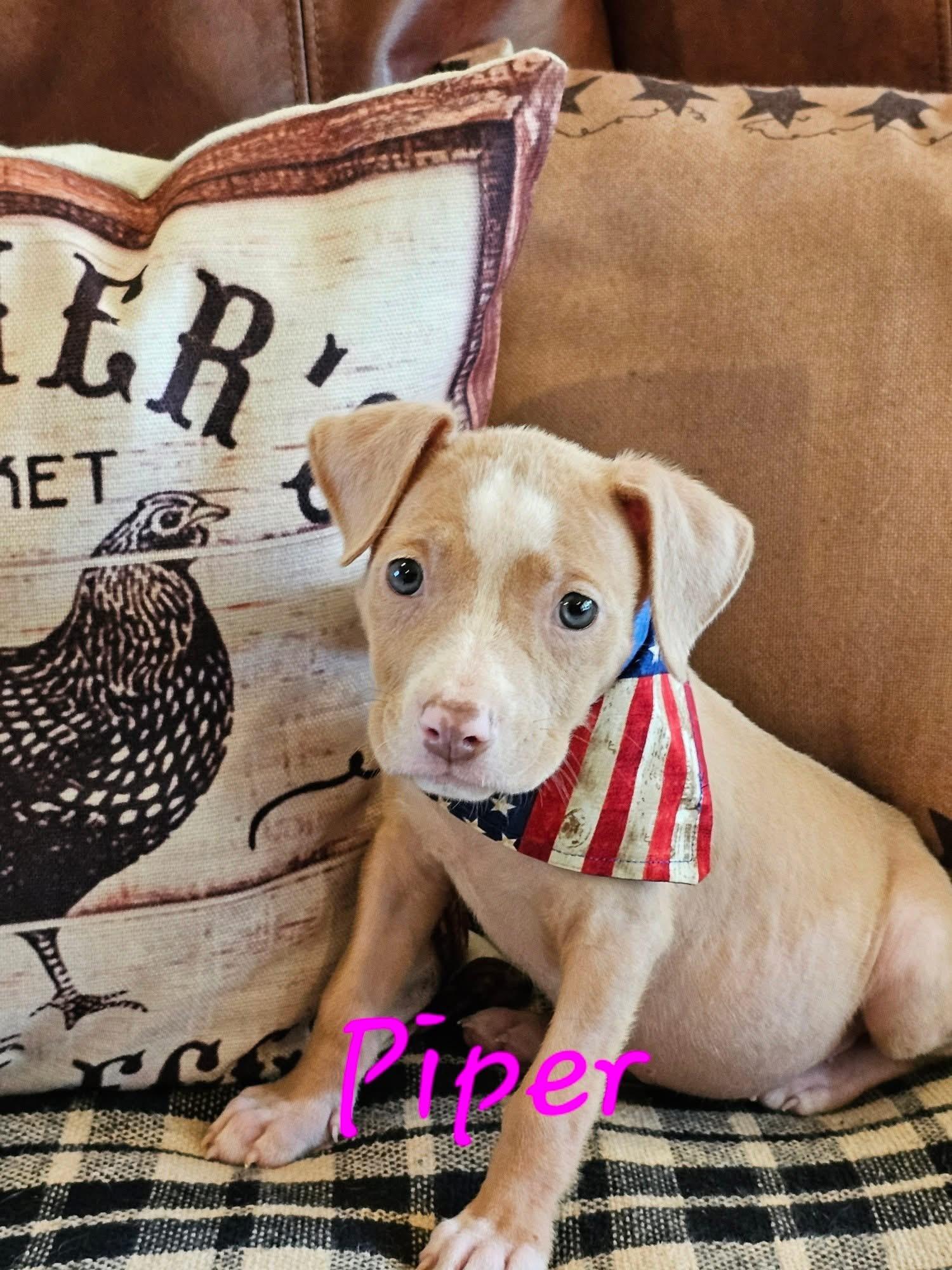 Piper