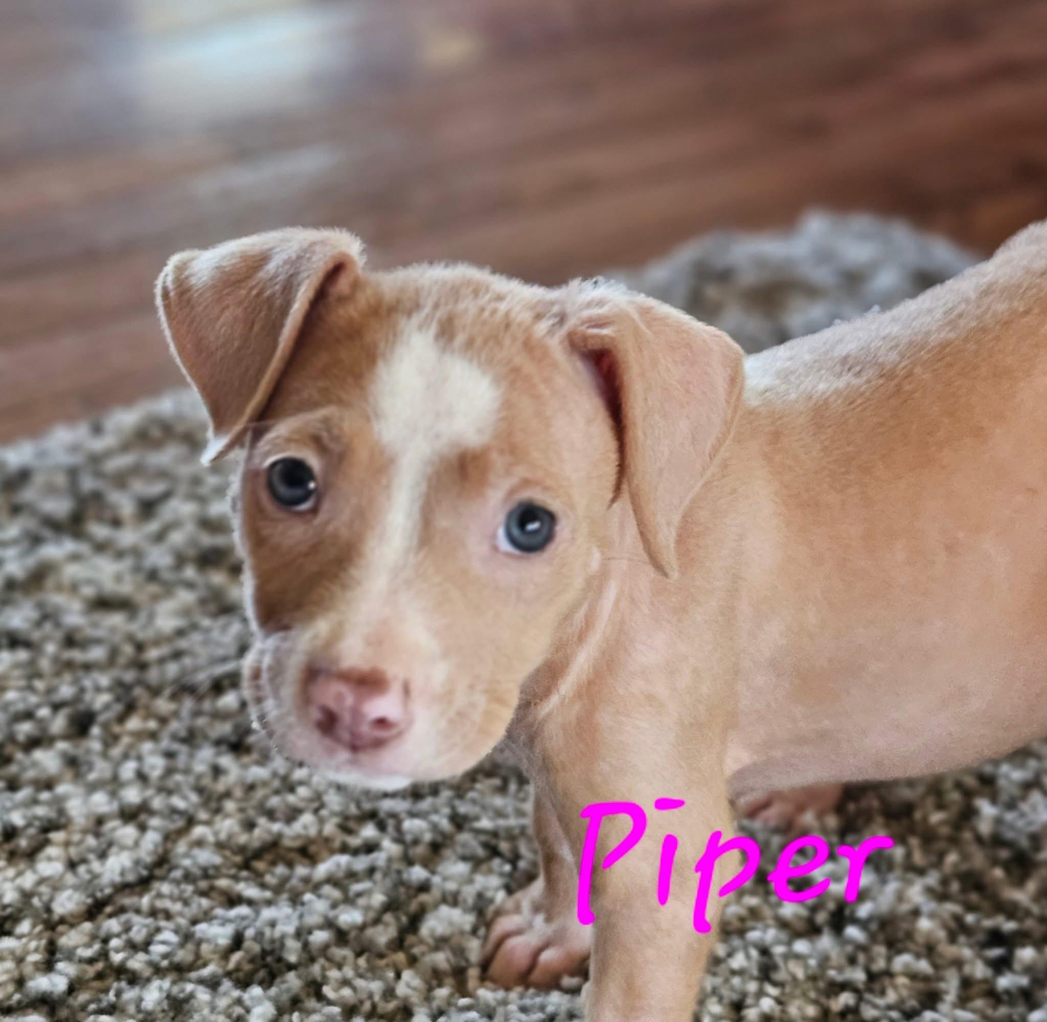 Piper photo 4